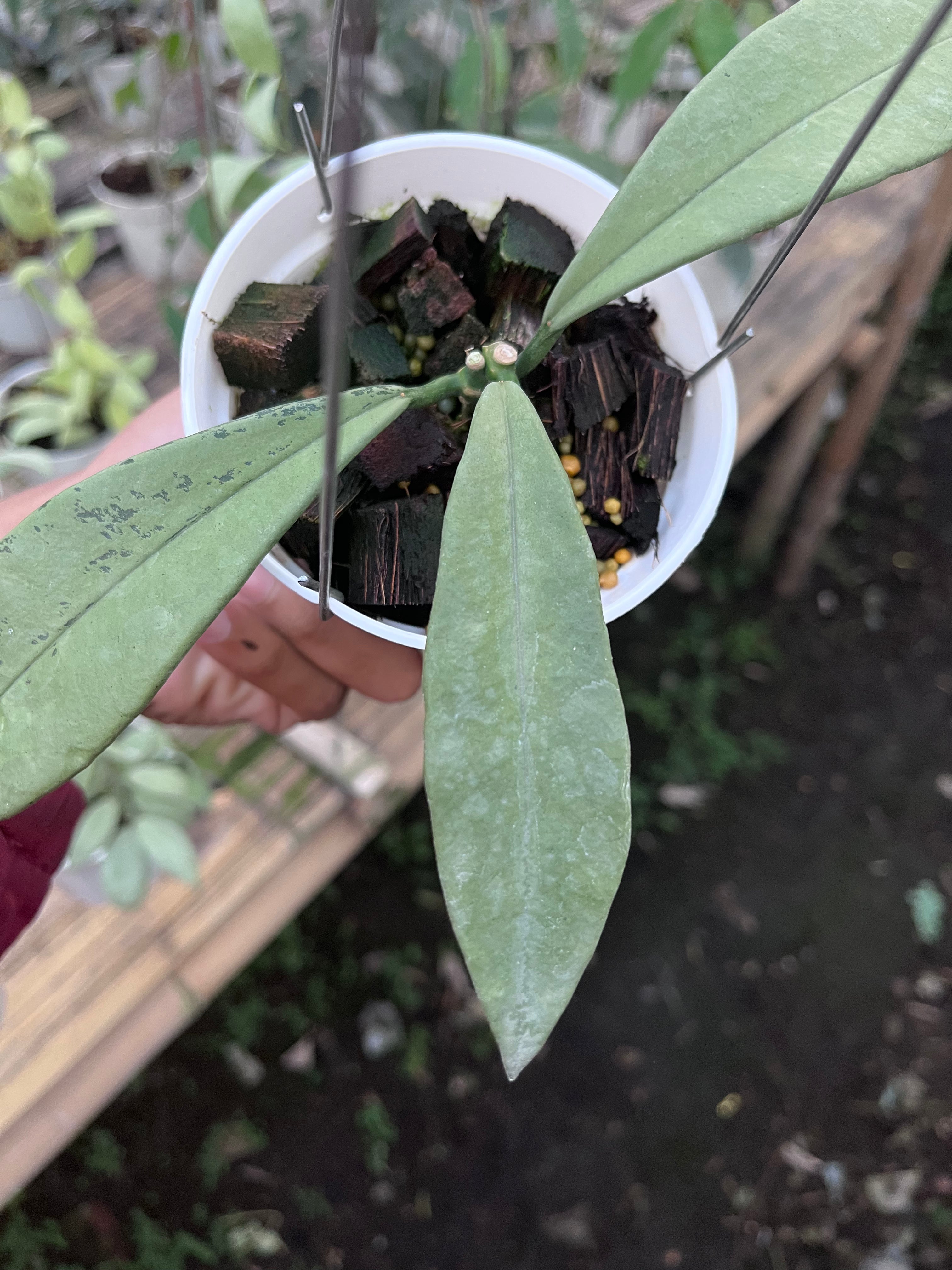 Hoya Griffithii Silver