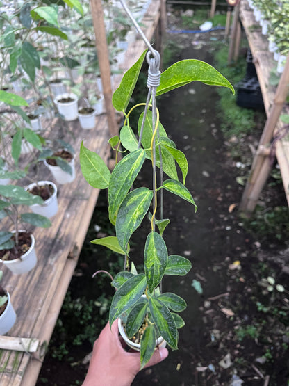 Hoya Dennisii Frida