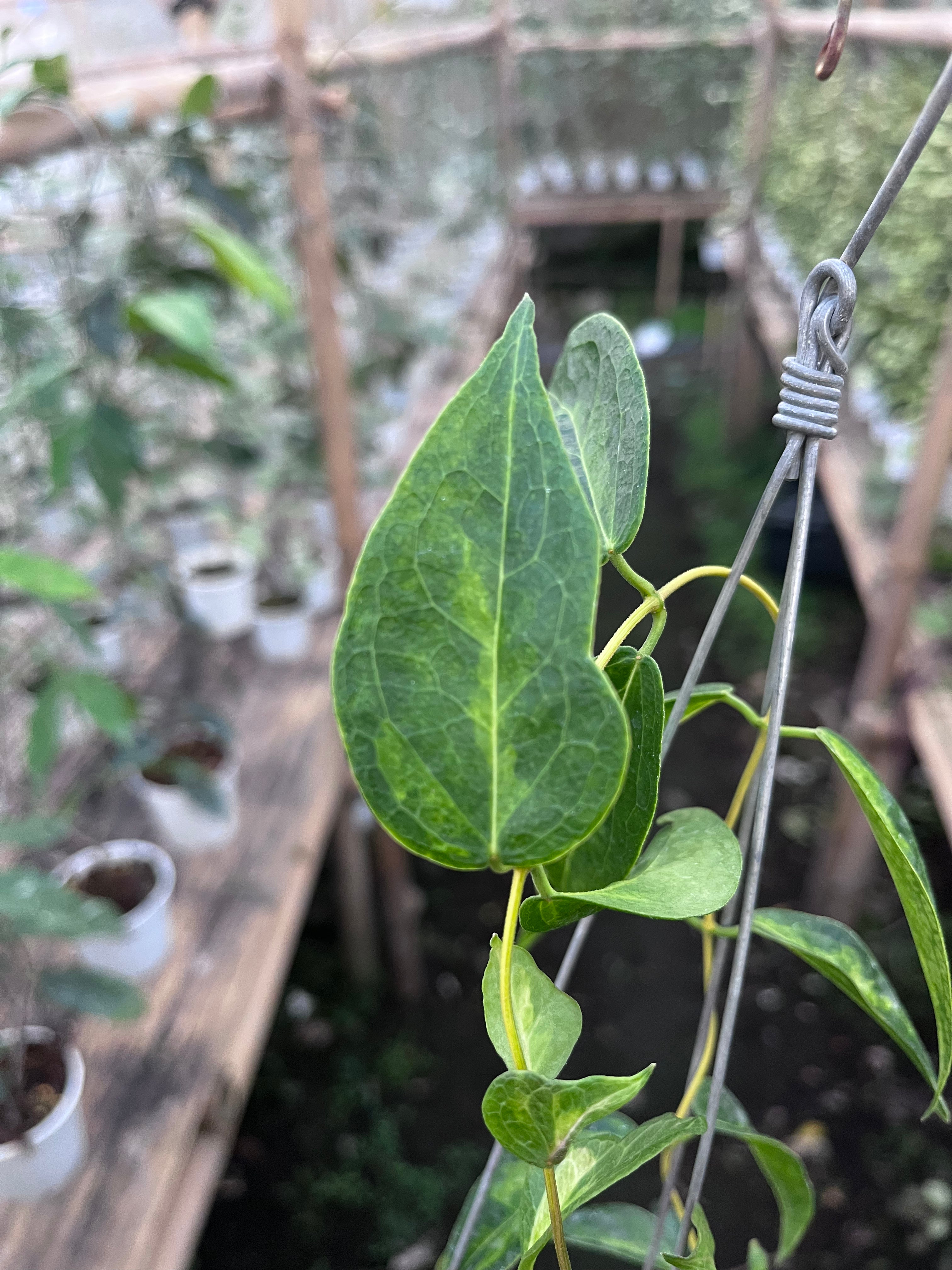 Hoya Dennisii Frida