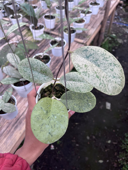 Hoya Kapuas hulu Silver