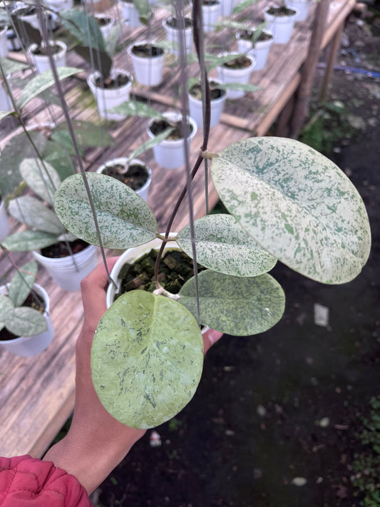 Hoya Kapuas hulu Silver