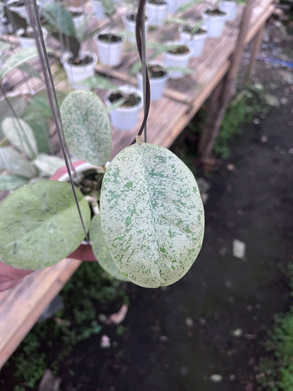 Hoya Kapuas hulu Silver