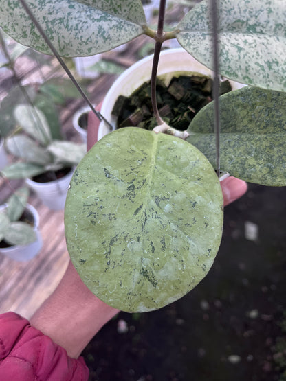 Hoya Kapuas hulu Silver