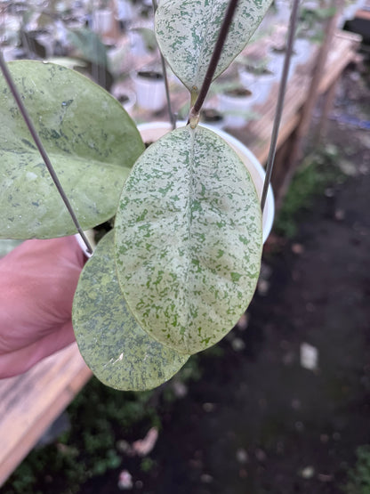 Hoya Kapuas hulu Silver