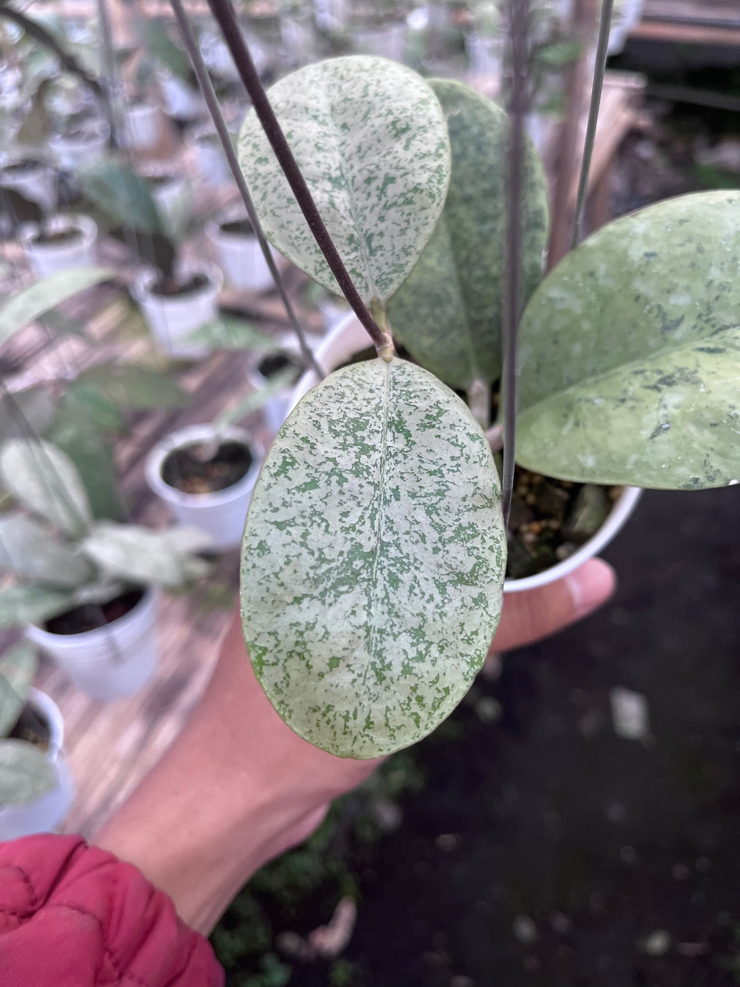 Hoya Kapuas hulu Silver