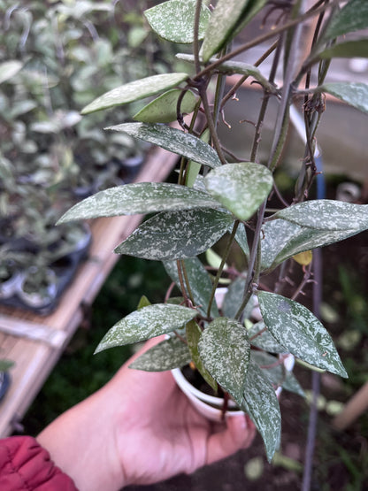 Hoya Sp Cianjur High Splash