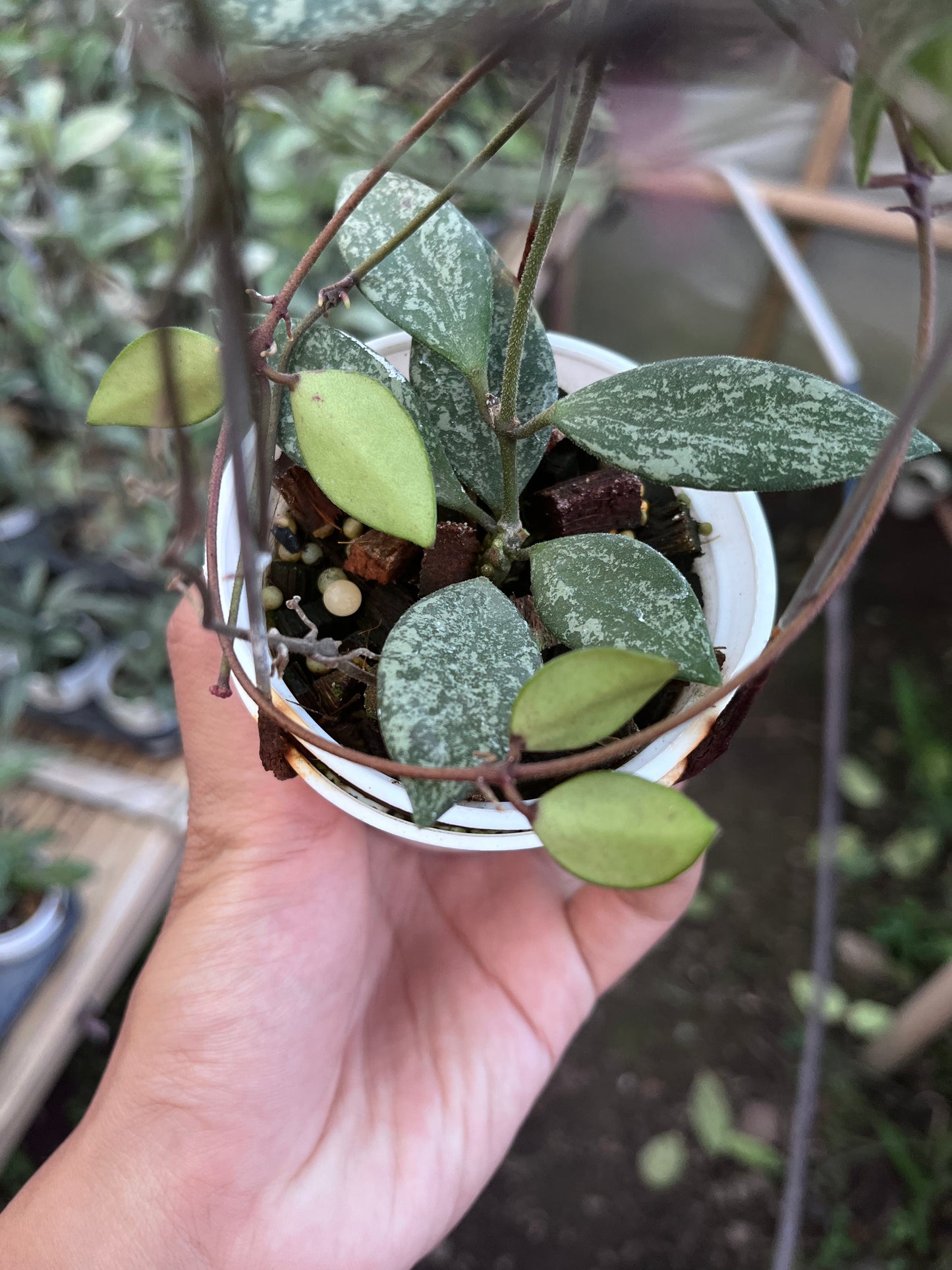 Hoya Sp Cianjur High Splash