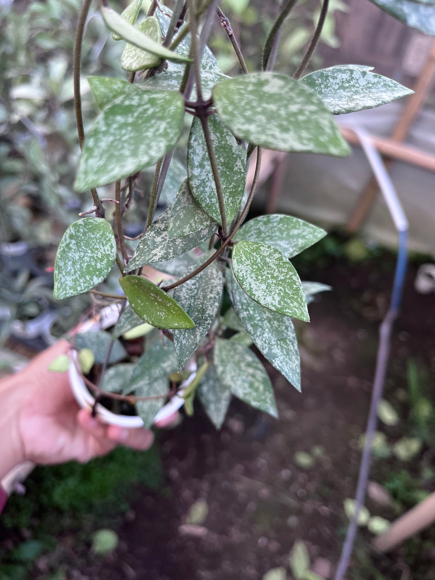 Hoya Sp Cianjur High Splash