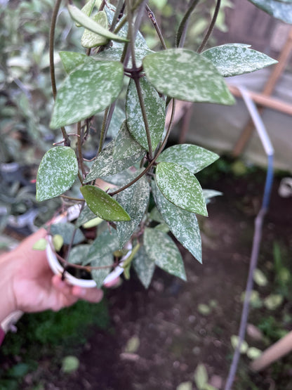 Hoya Sp Cianjur High Splash