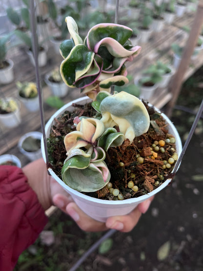 Hoya Compacta Regalis