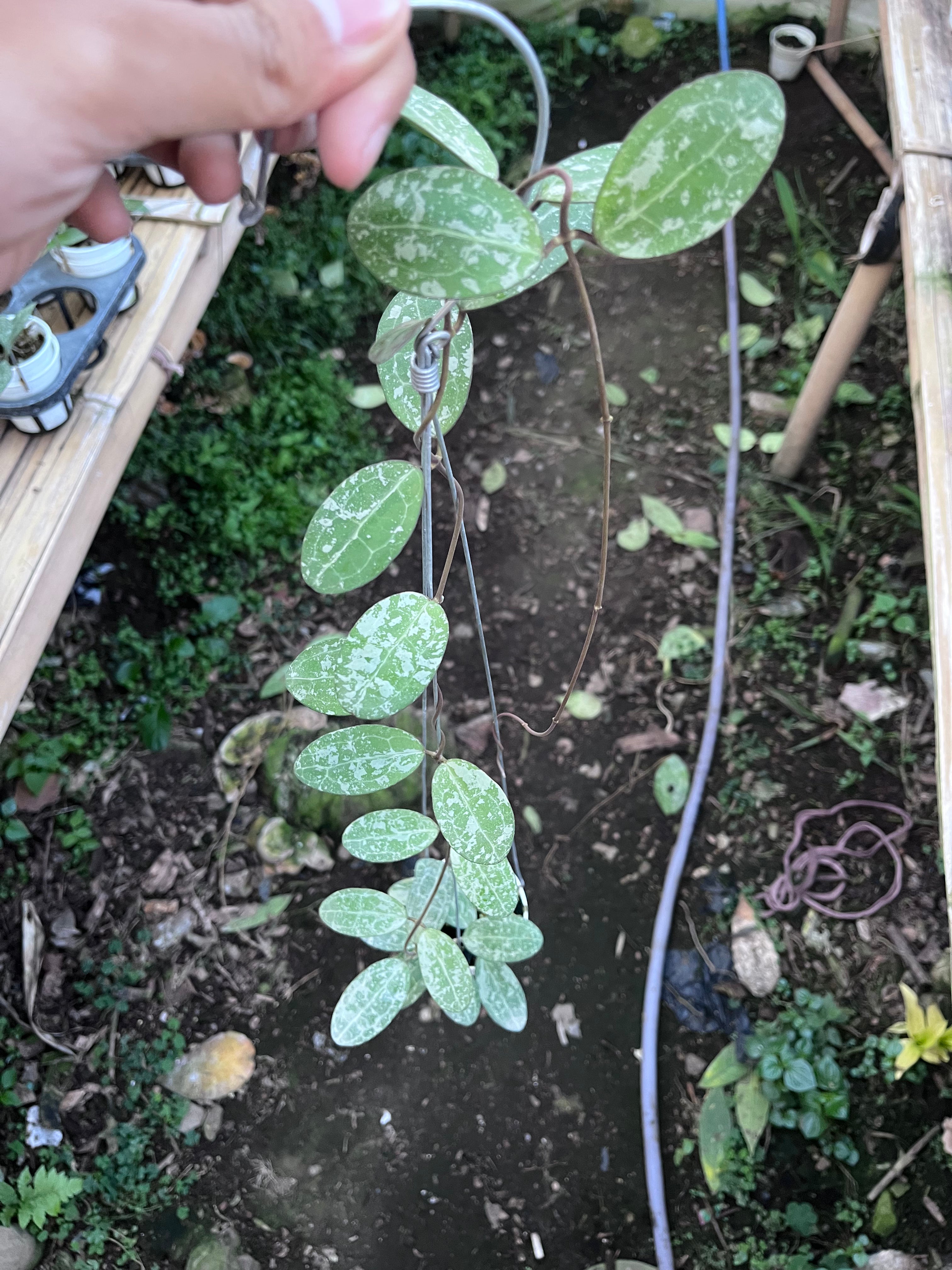 Hoya Elliptica High Splash