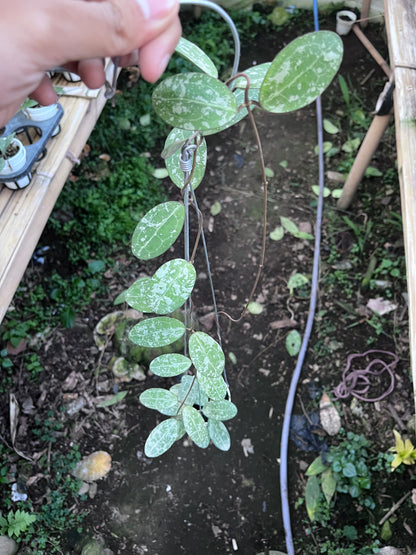 Hoya Elliptica High Splash