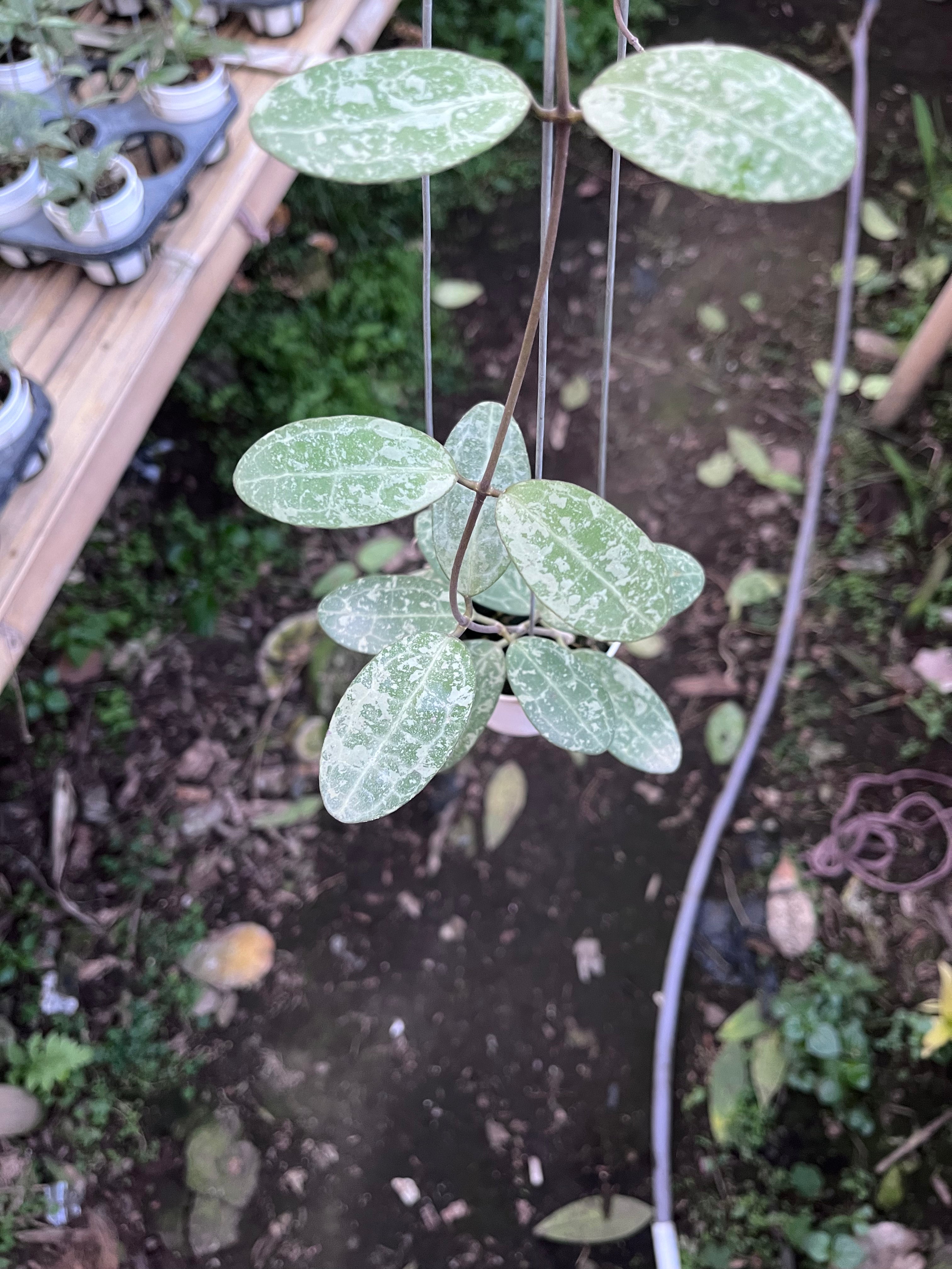 Hoya Elliptica High Splash