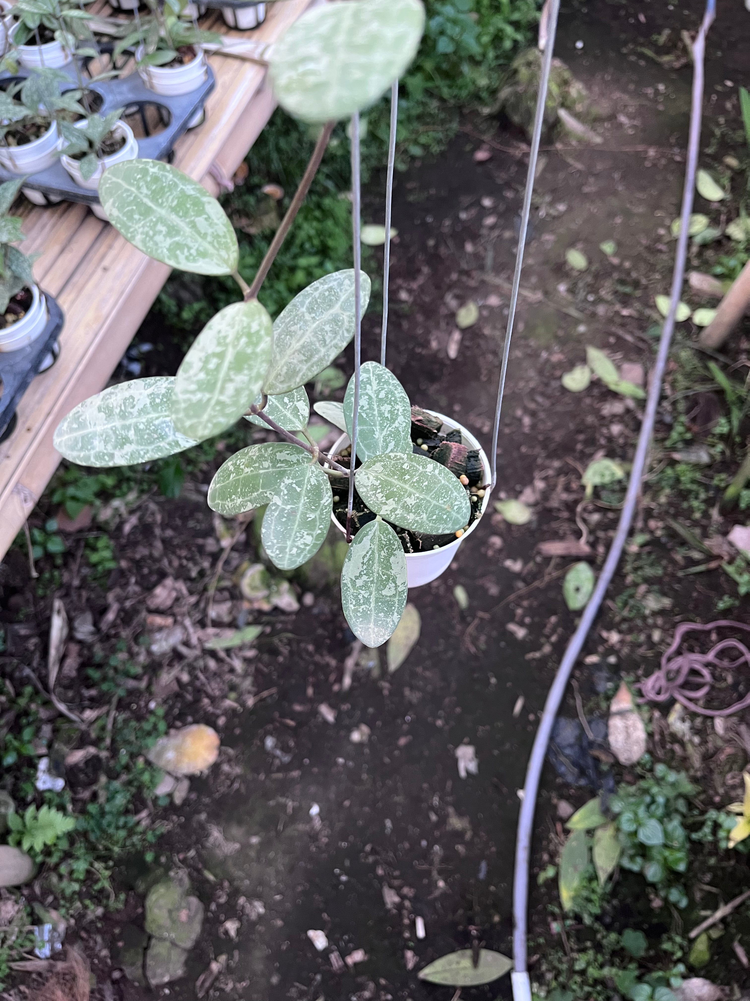 Hoya Elliptica High Splash