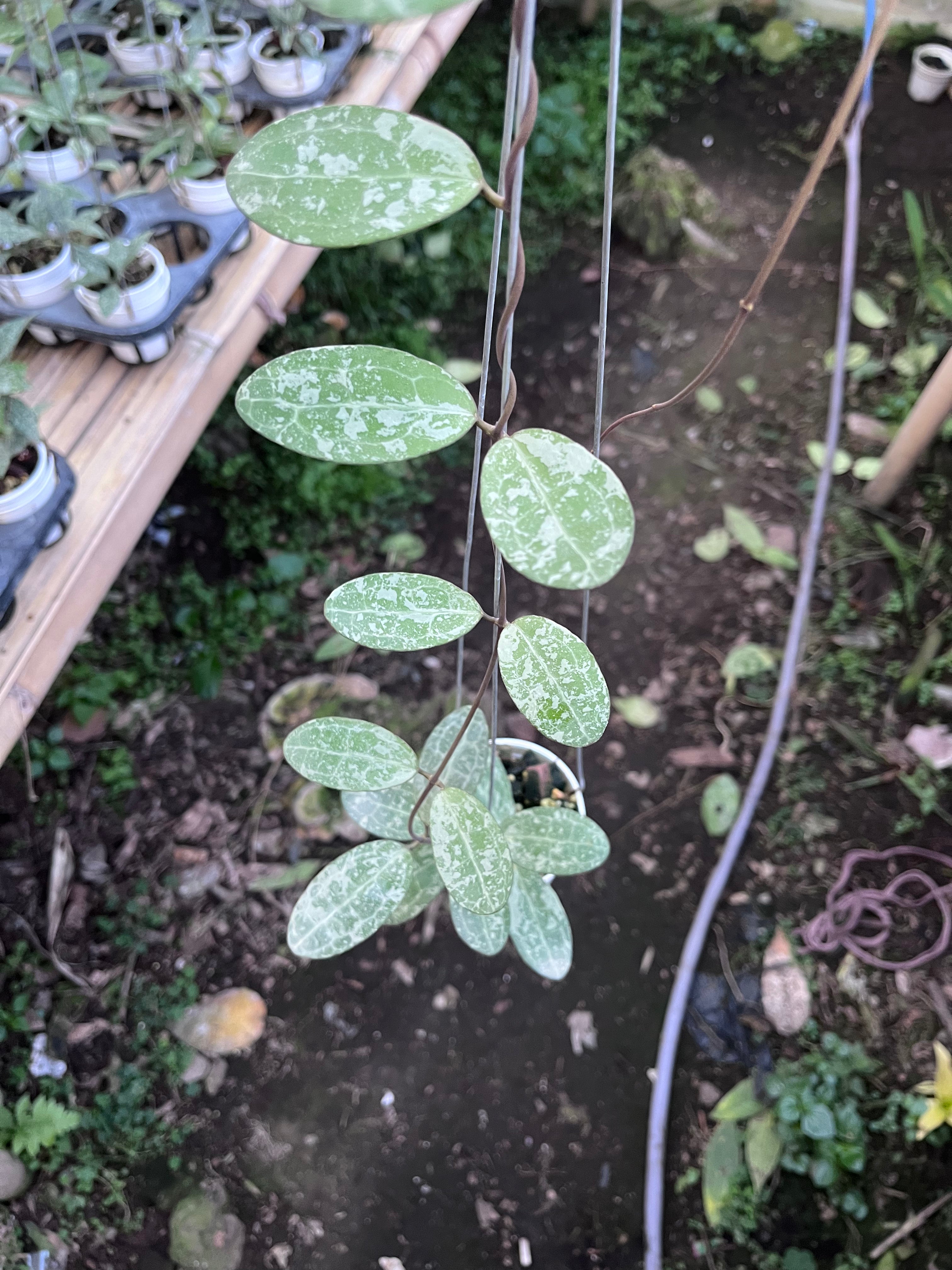 Hoya Elliptica High Splash
