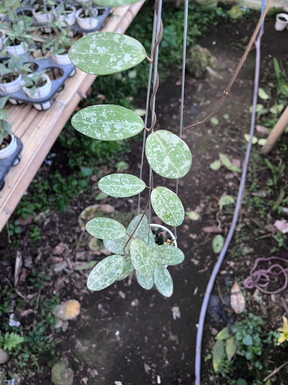 Hoya Elliptica High Splash