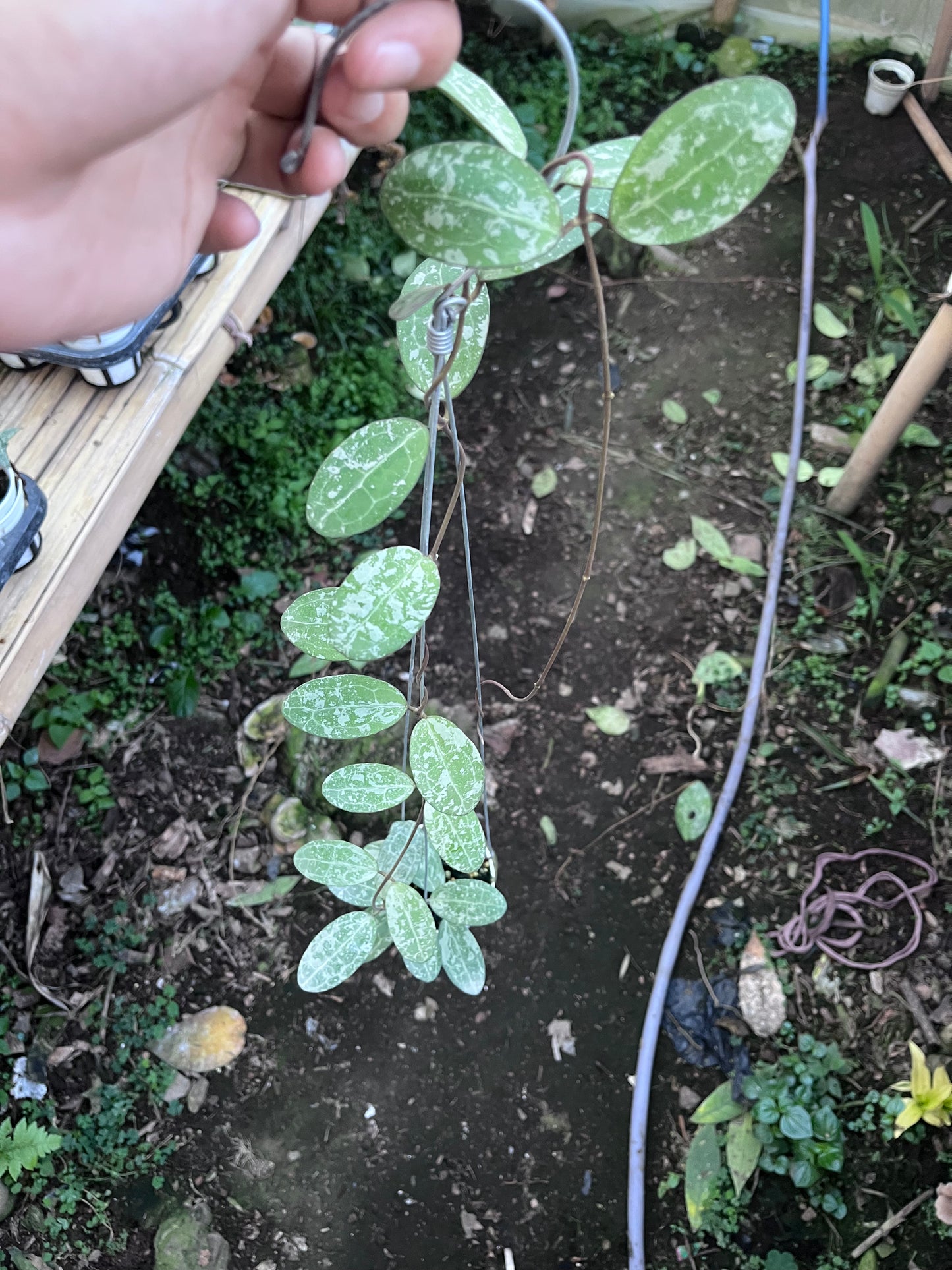 Hoya Elliptica High Splash