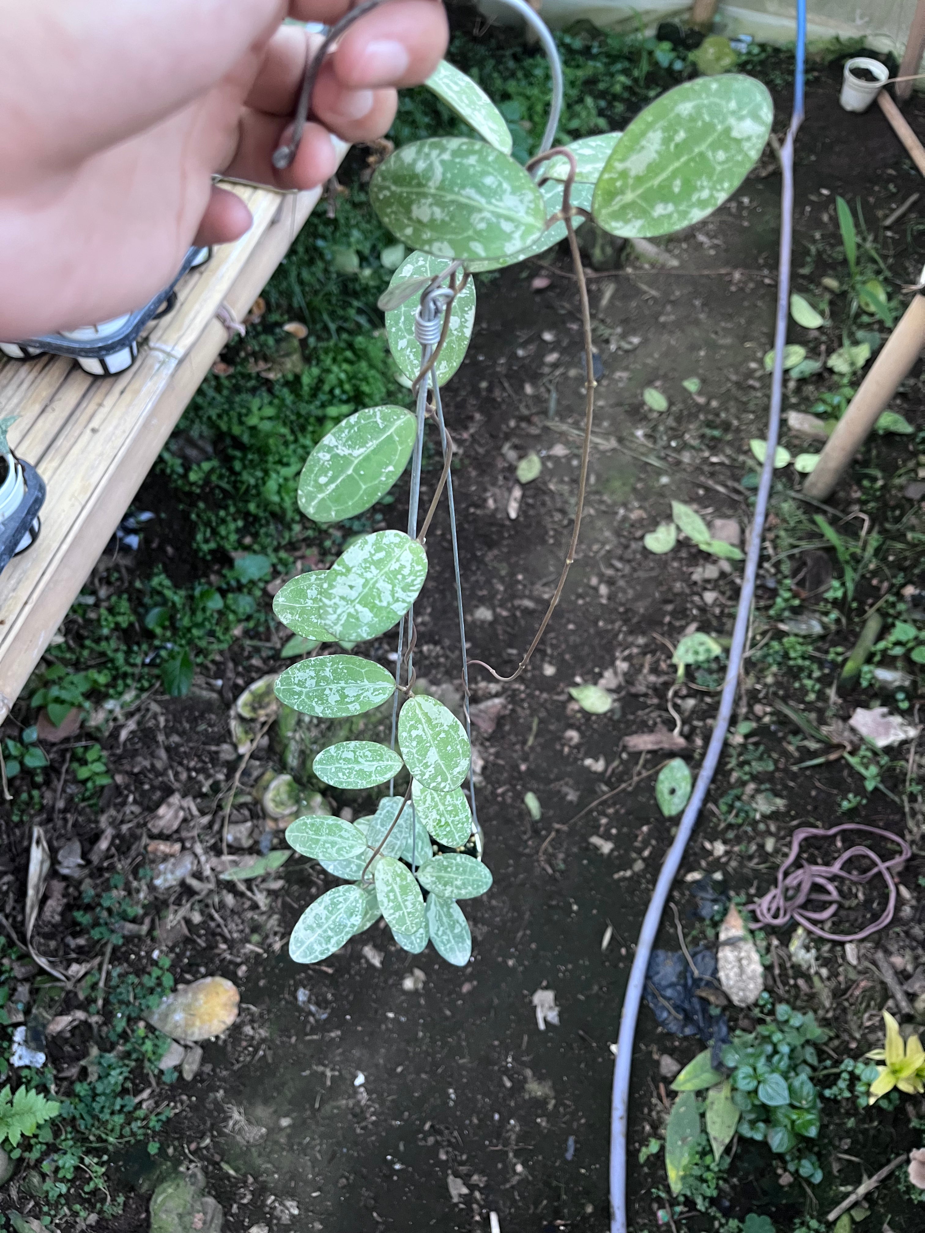 Hoya Elliptica High Splash