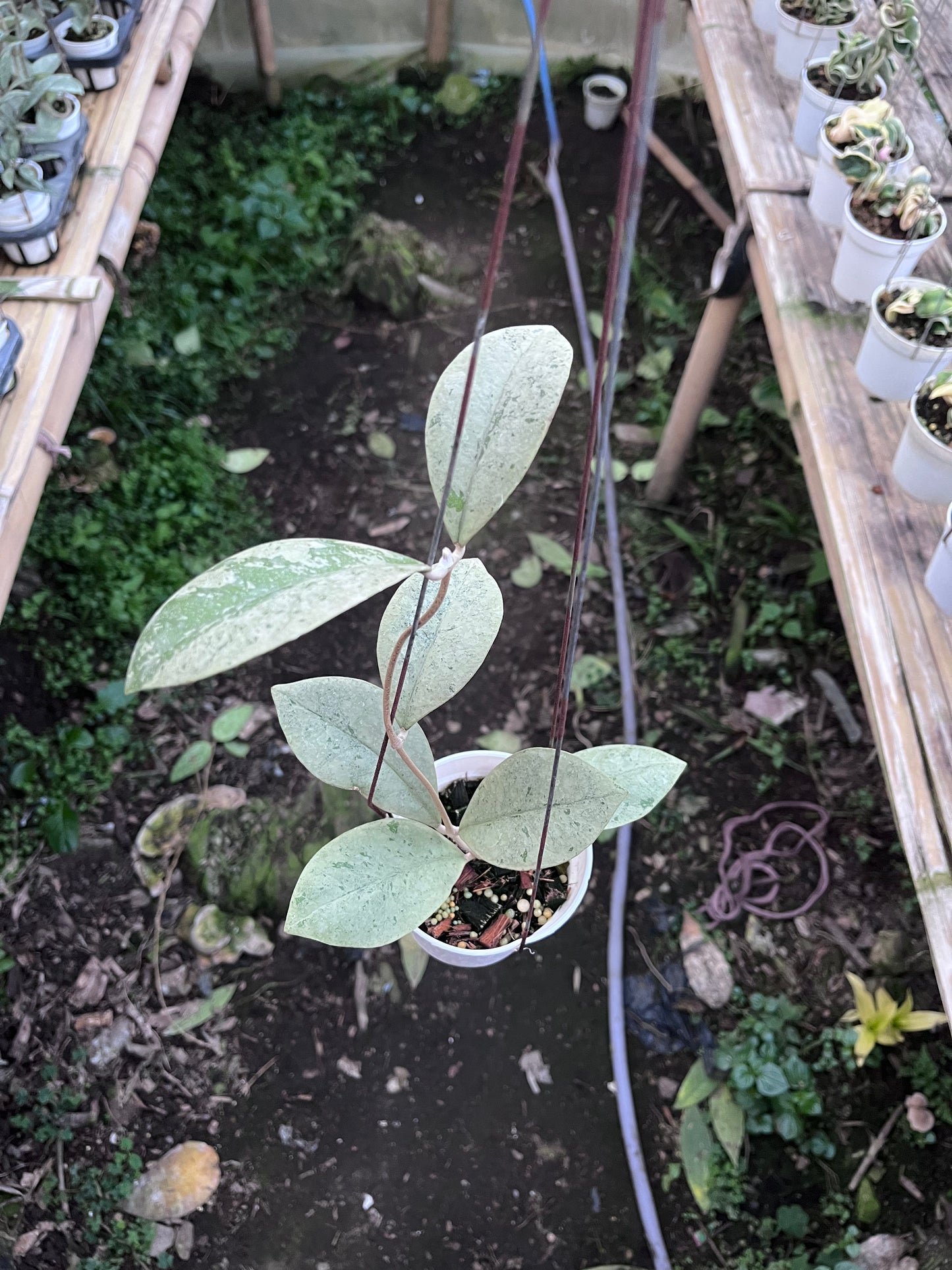 Hoya Kalimantan Barat Silver