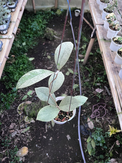Hoya Kalimantan Barat Silver