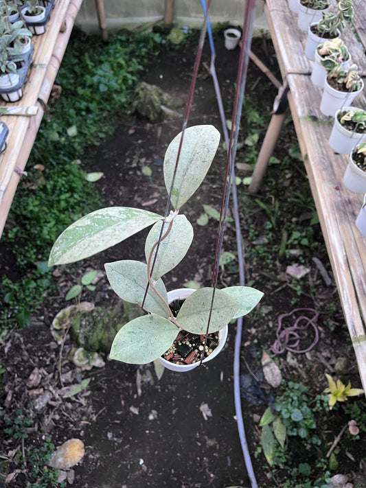 Hoya Kalimantan Barat Silver