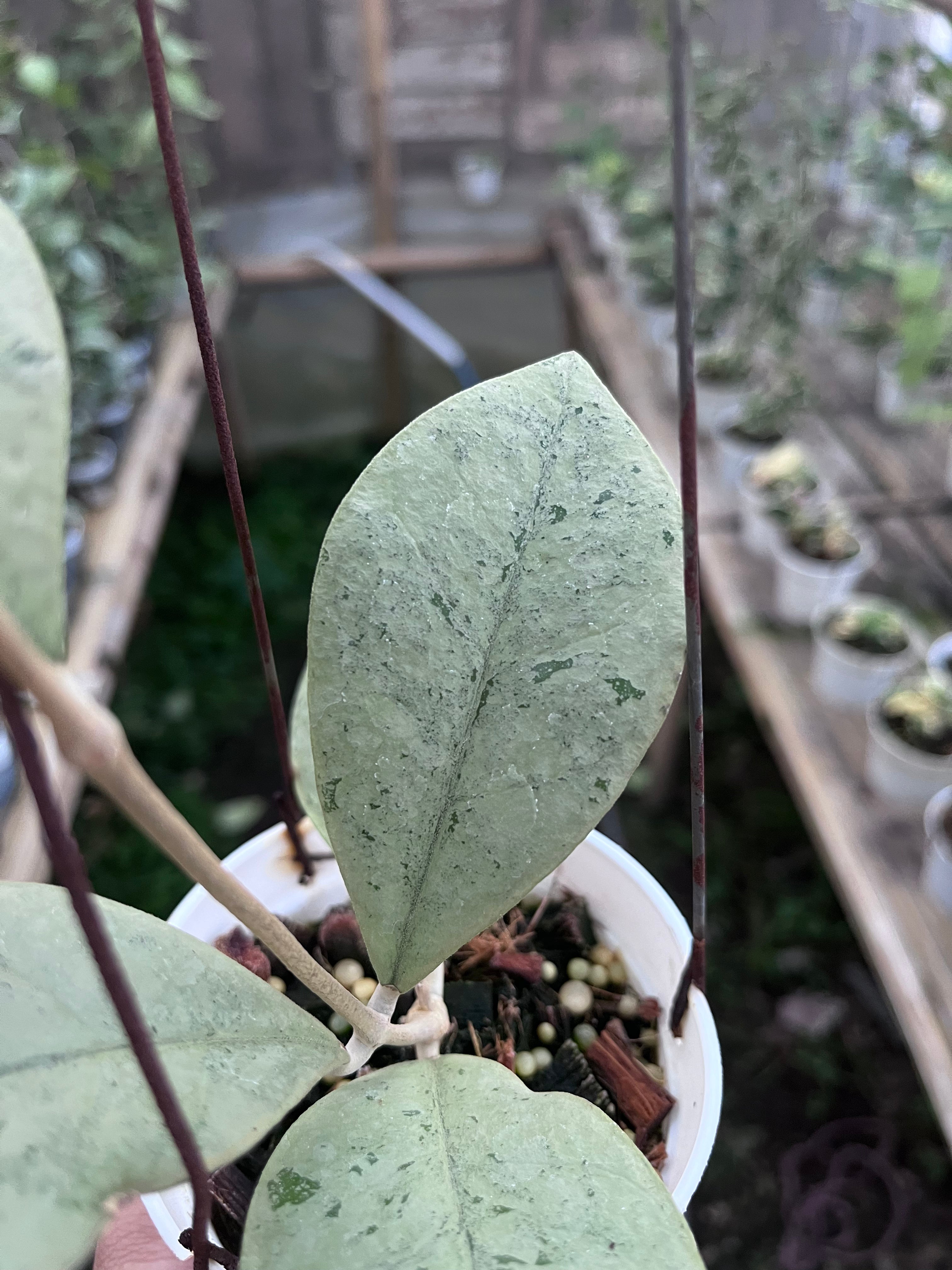 Hoya Kalimantan Barat Silver