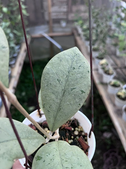 Hoya Kalimantan Barat Silver