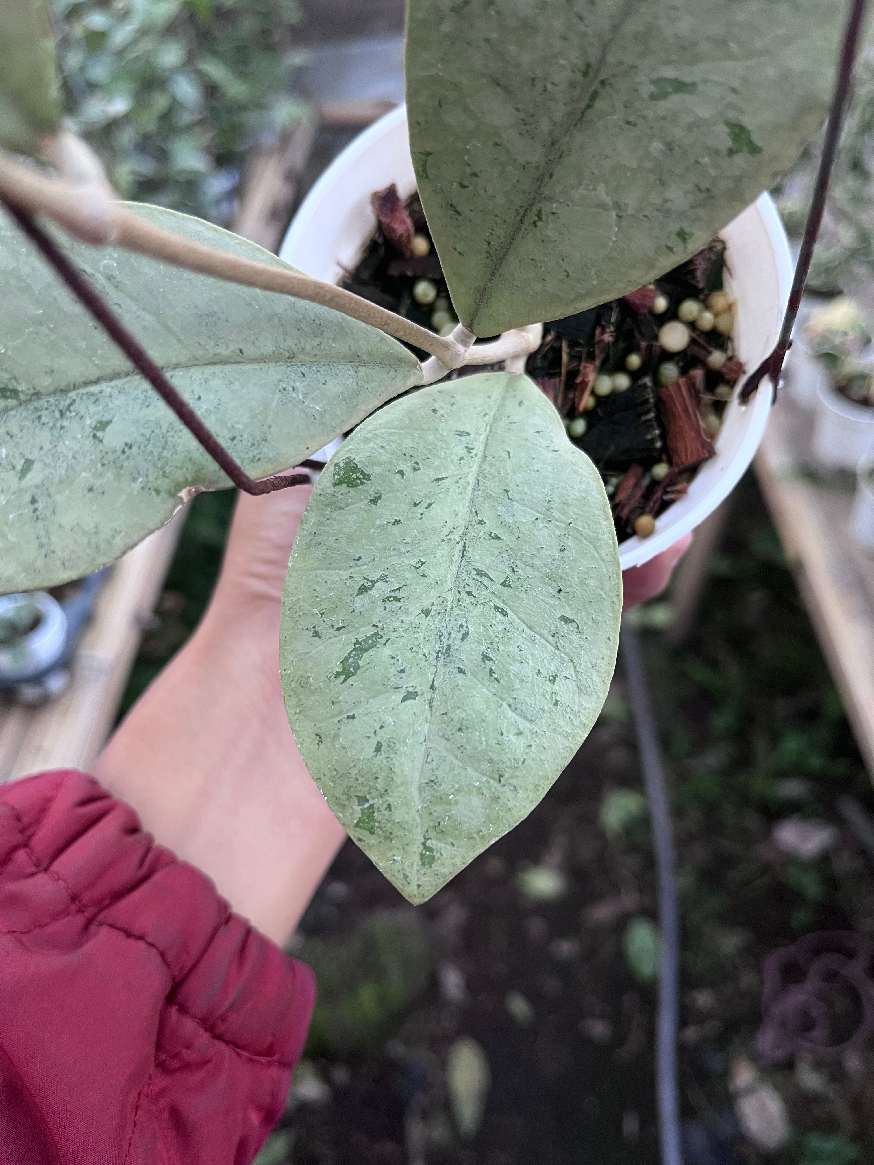 Hoya Kalimantan Barat Silver