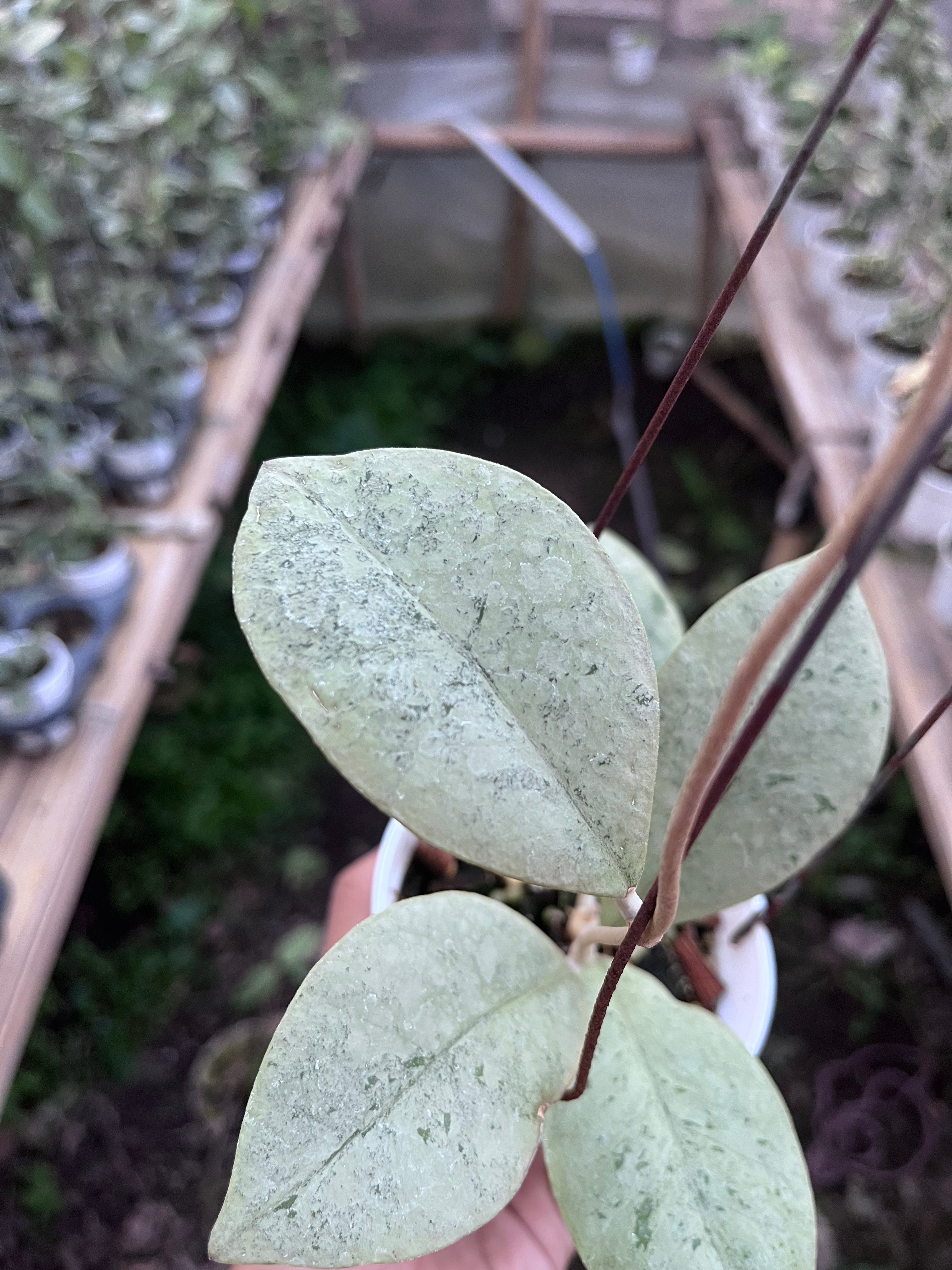 Hoya Kalimantan Barat Silver