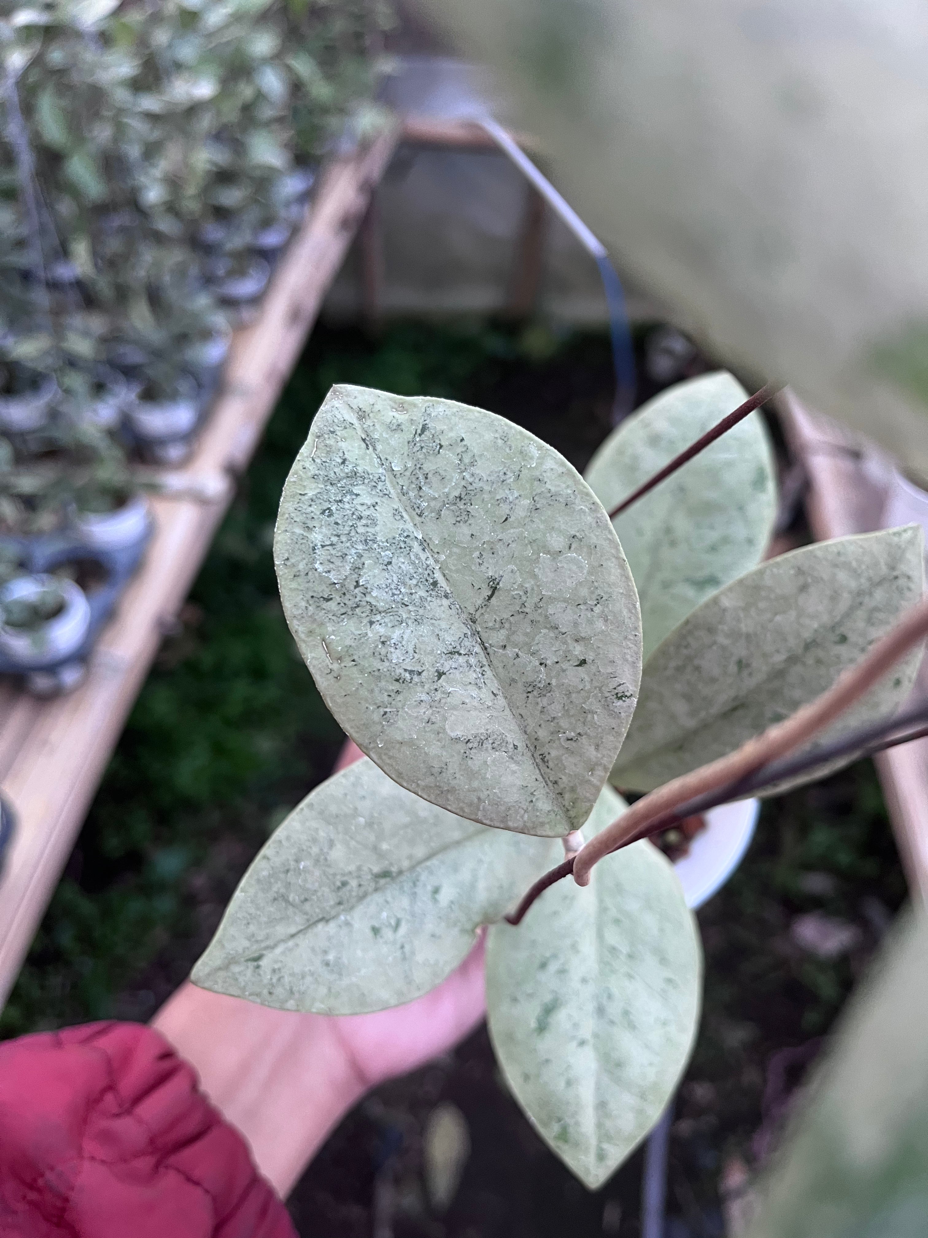 Hoya Kalimantan Barat Silver