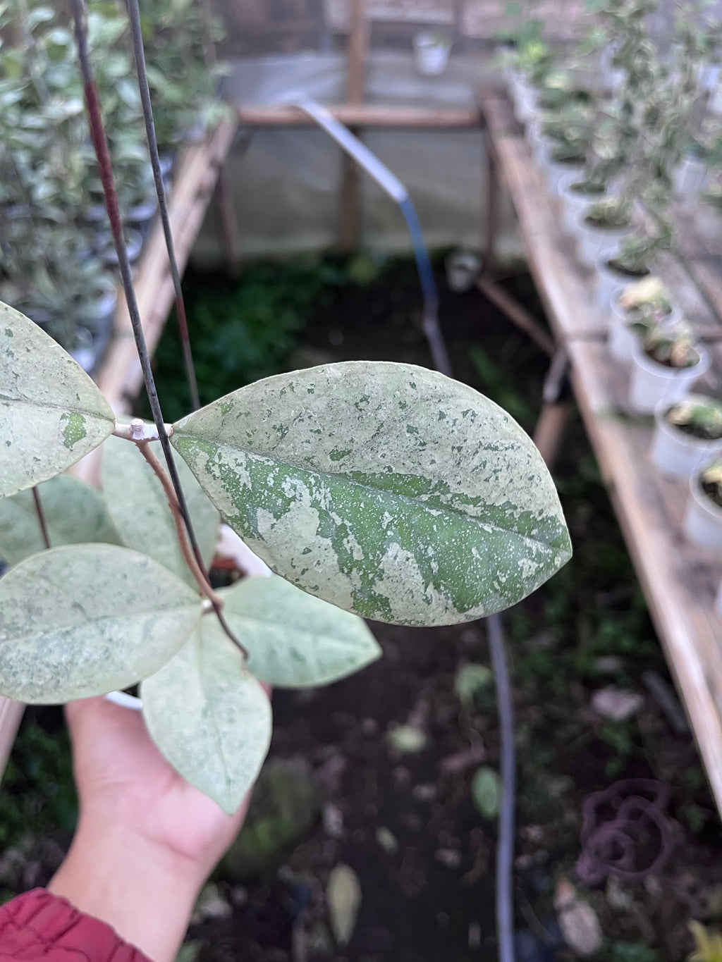 Hoya Kalimantan Barat Silver
