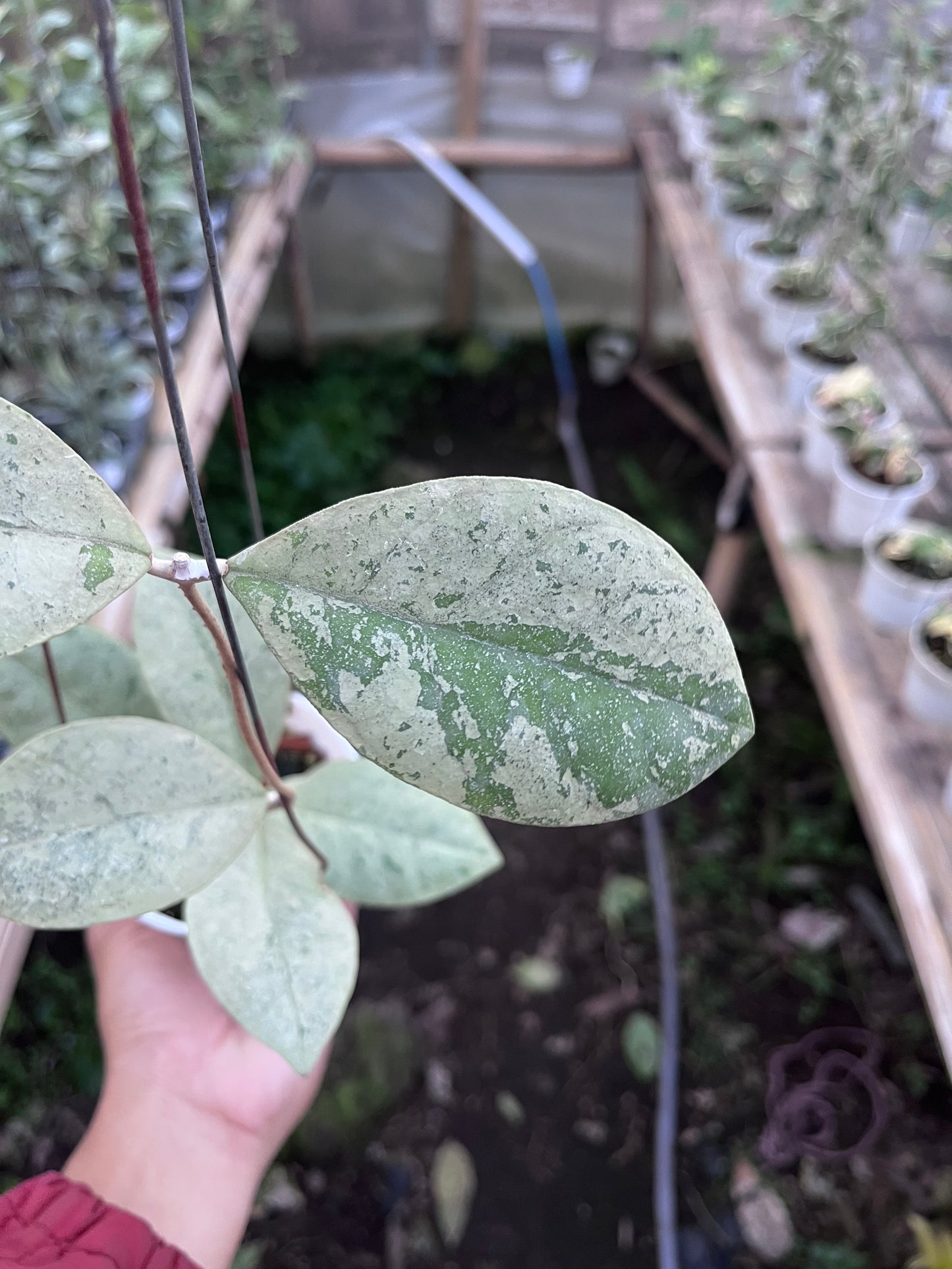 Hoya Kalimantan Barat Silver