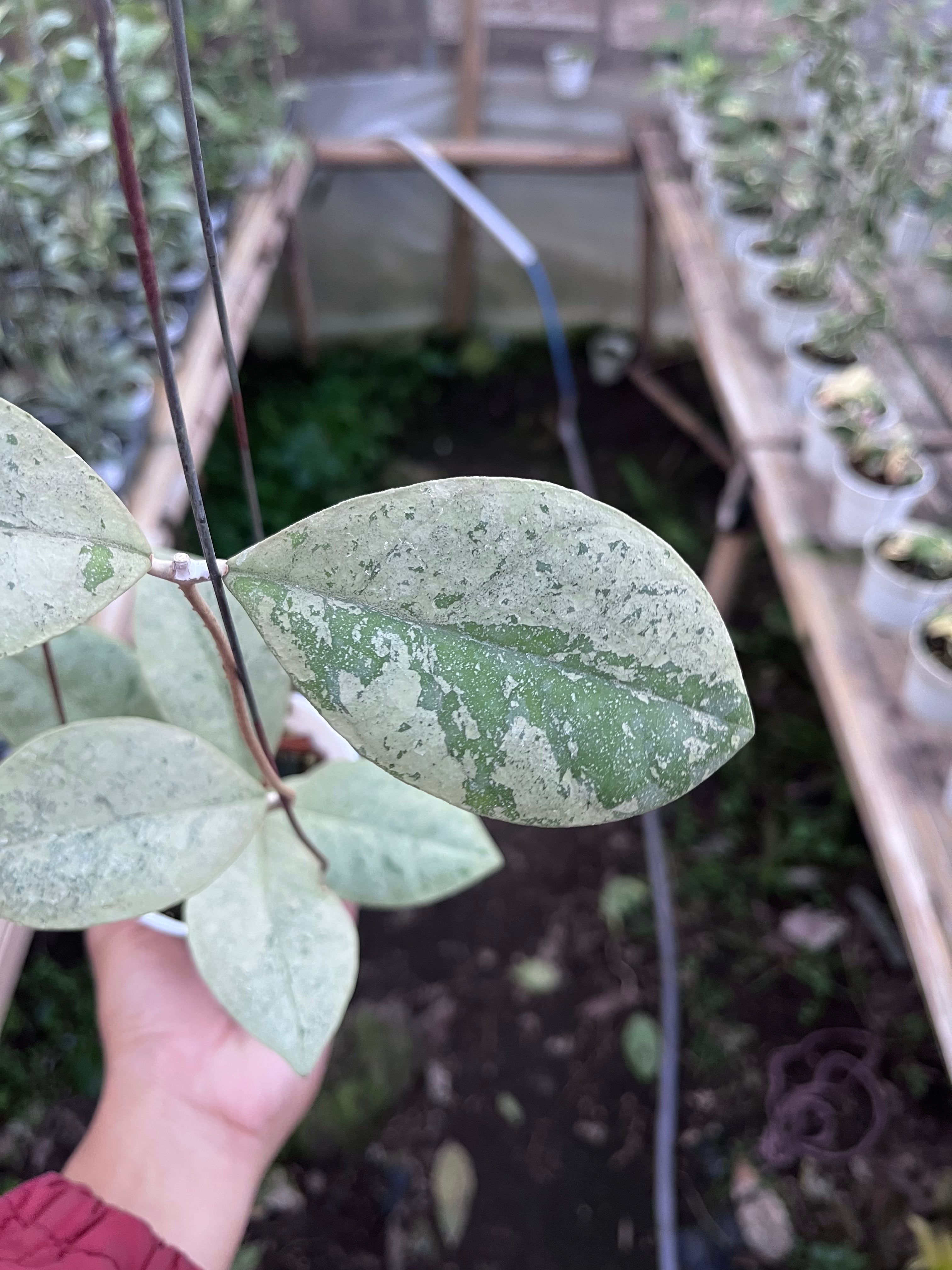 Hoya Kalimantan Barat Silver