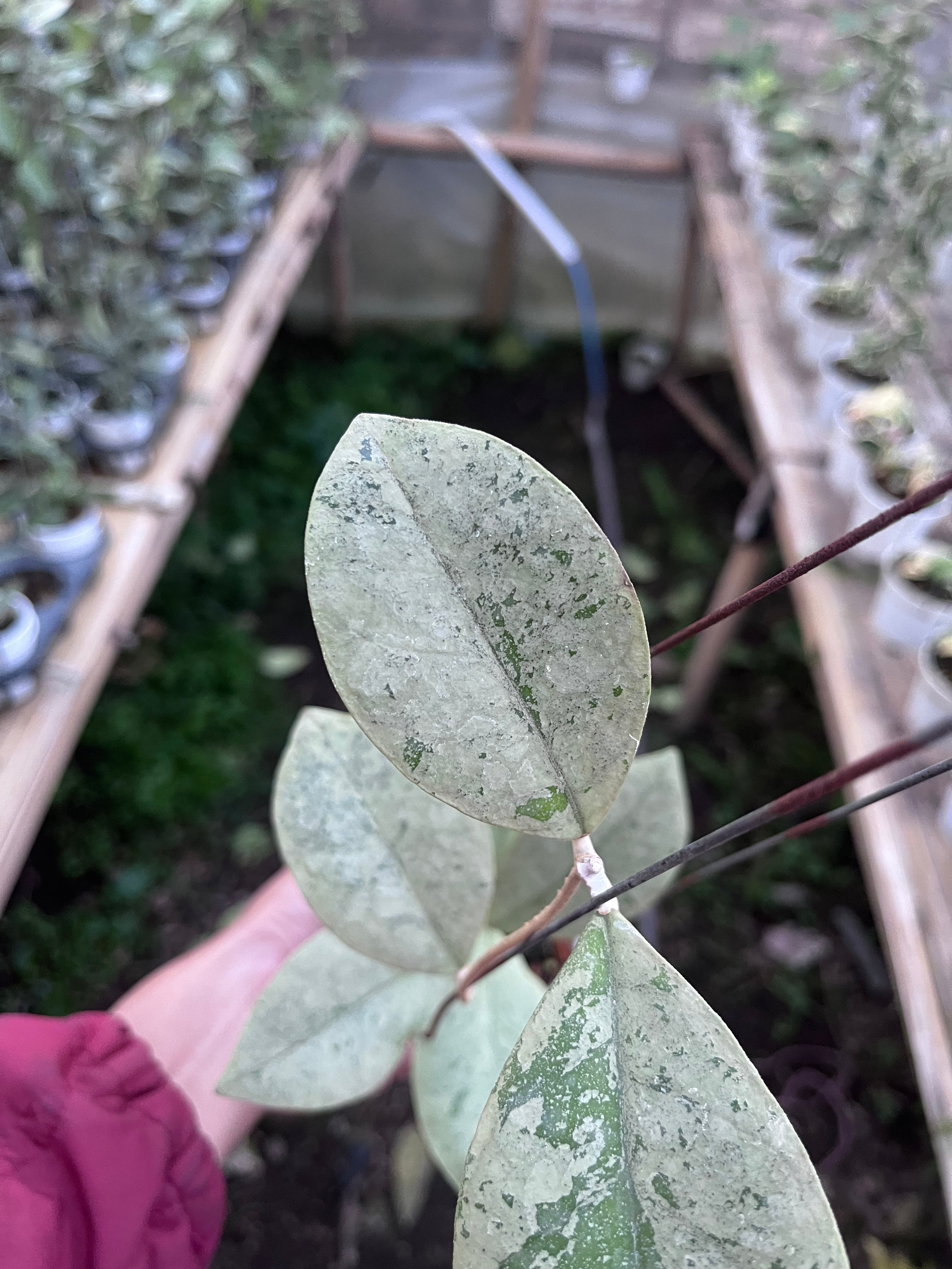 Hoya Kalimantan Barat Silver