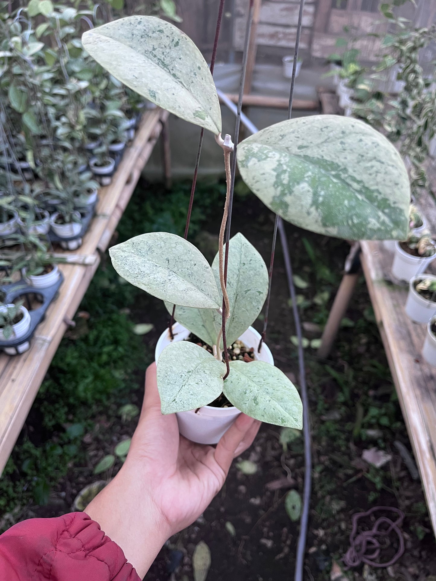 Hoya Kalimantan Barat Silver