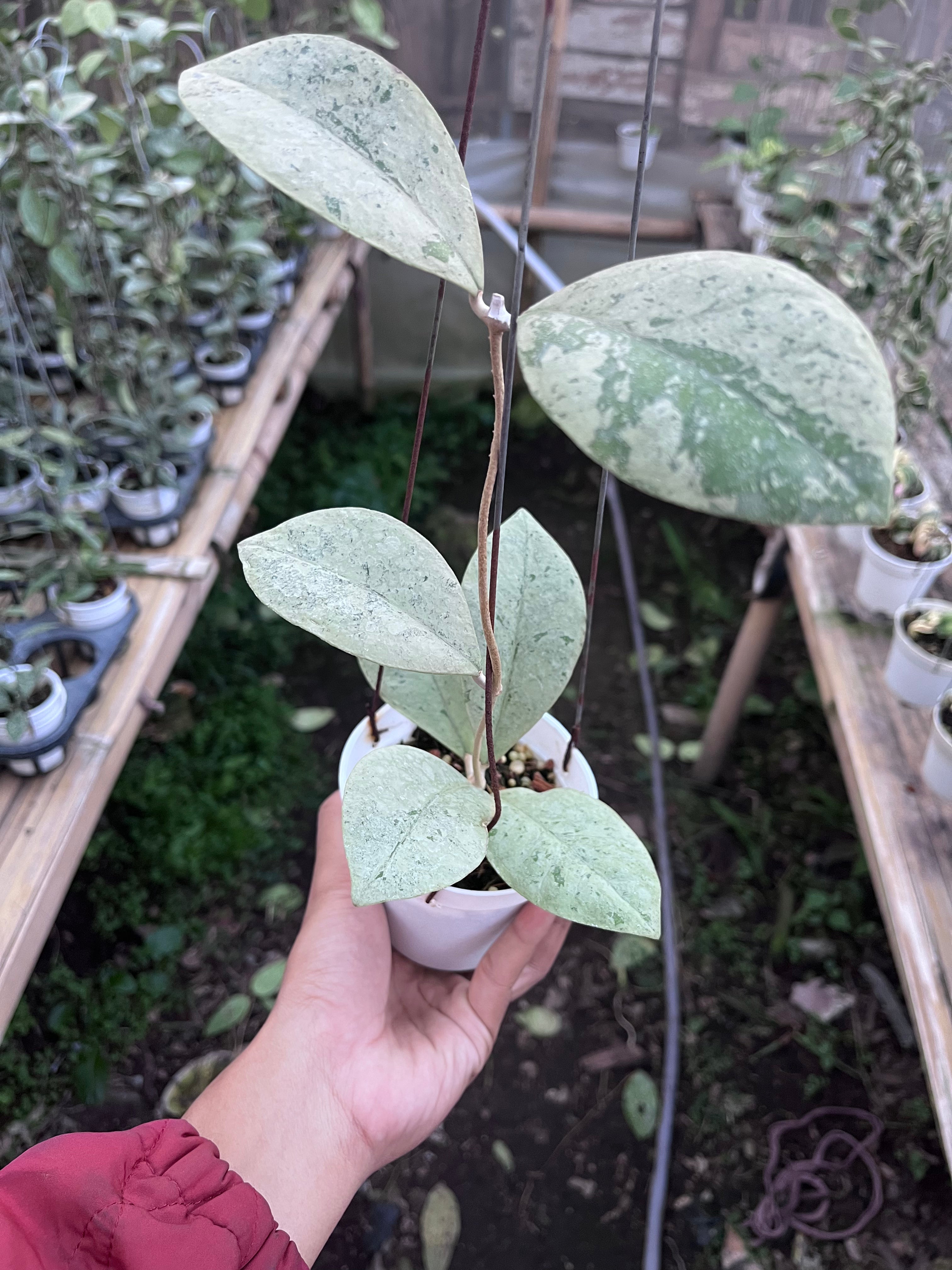 Hoya Kalimantan Barat Silver