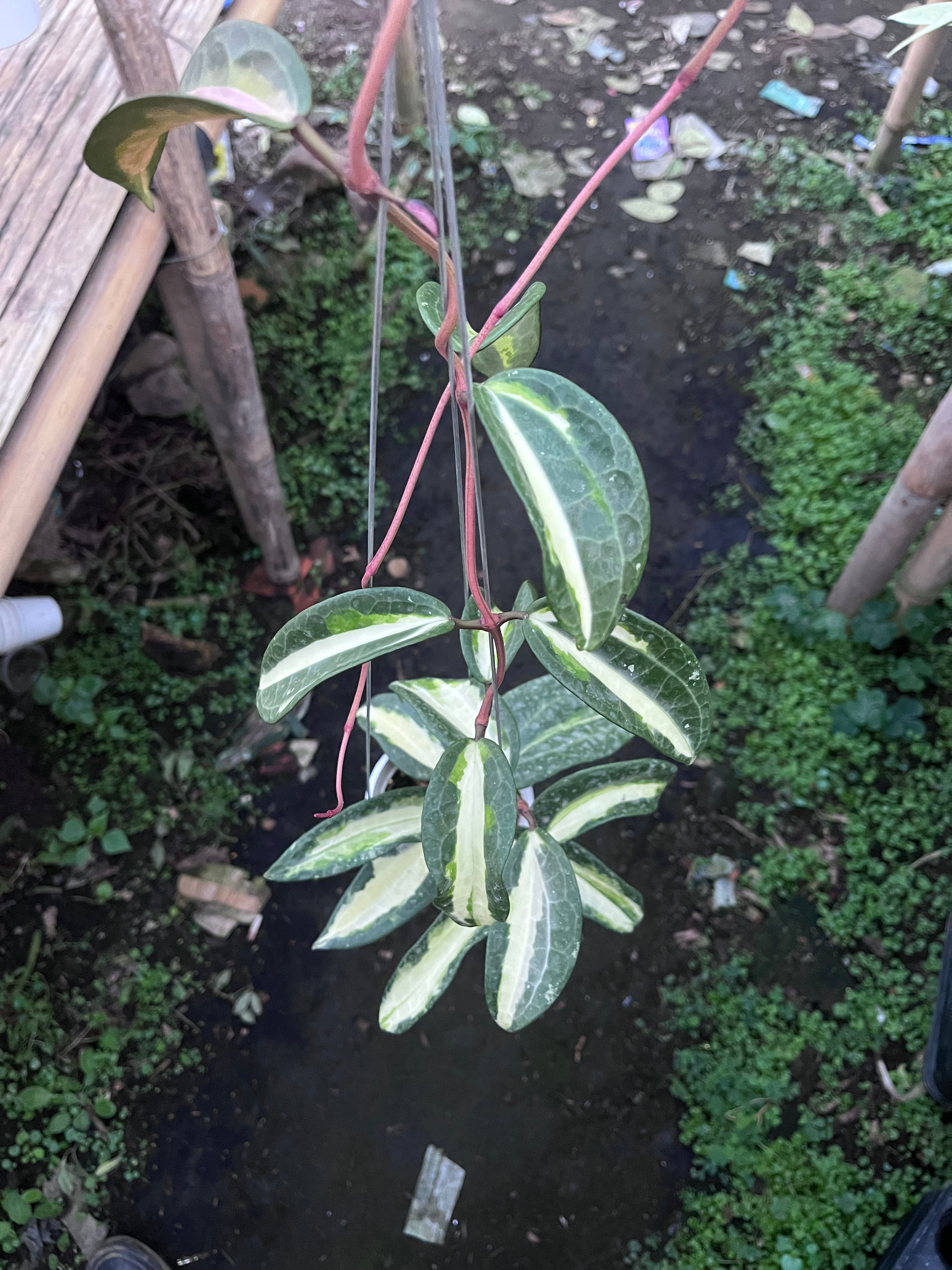 Hoya Latifolia Queensy