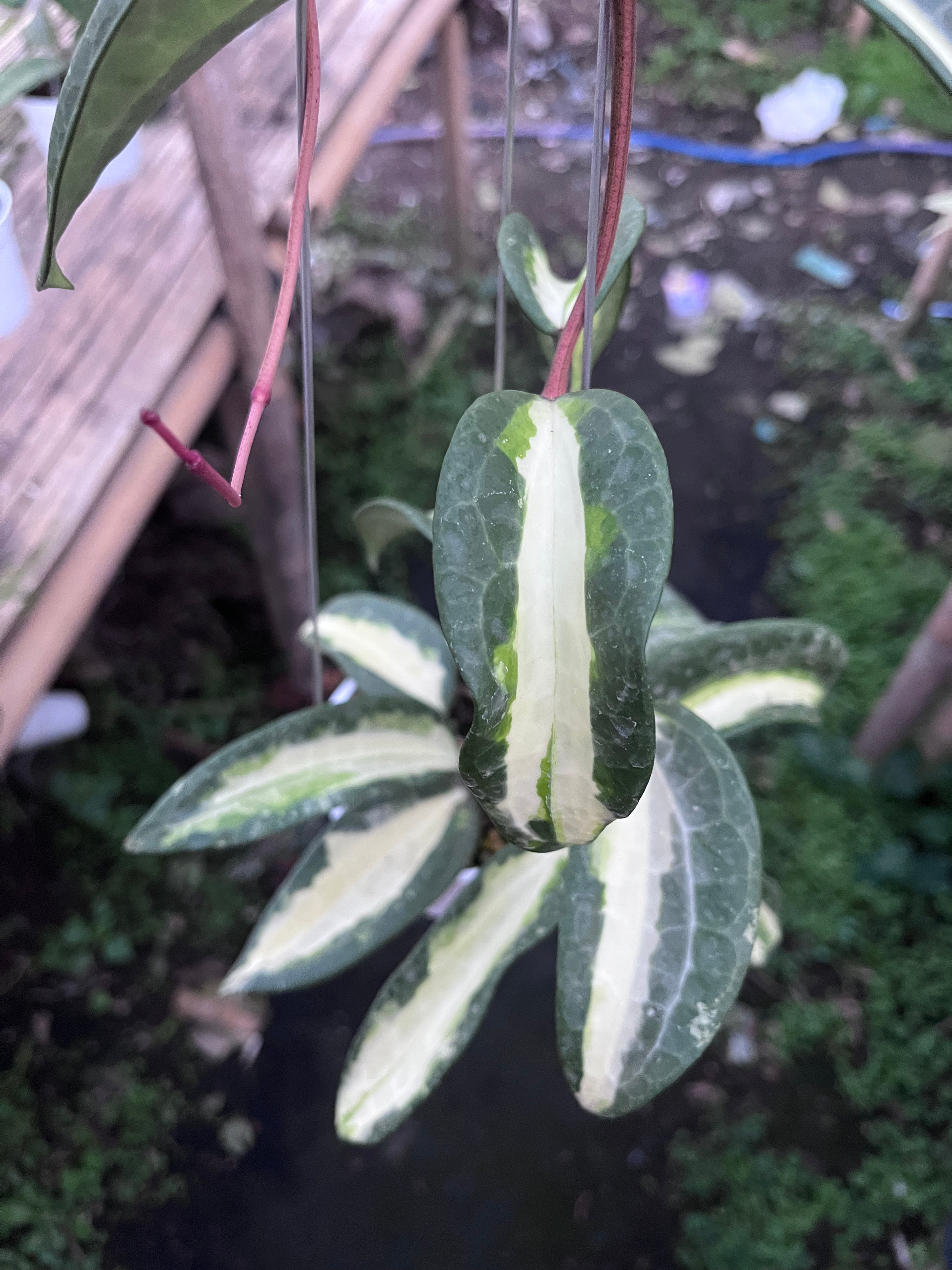 Hoya Latifolia Queensy
