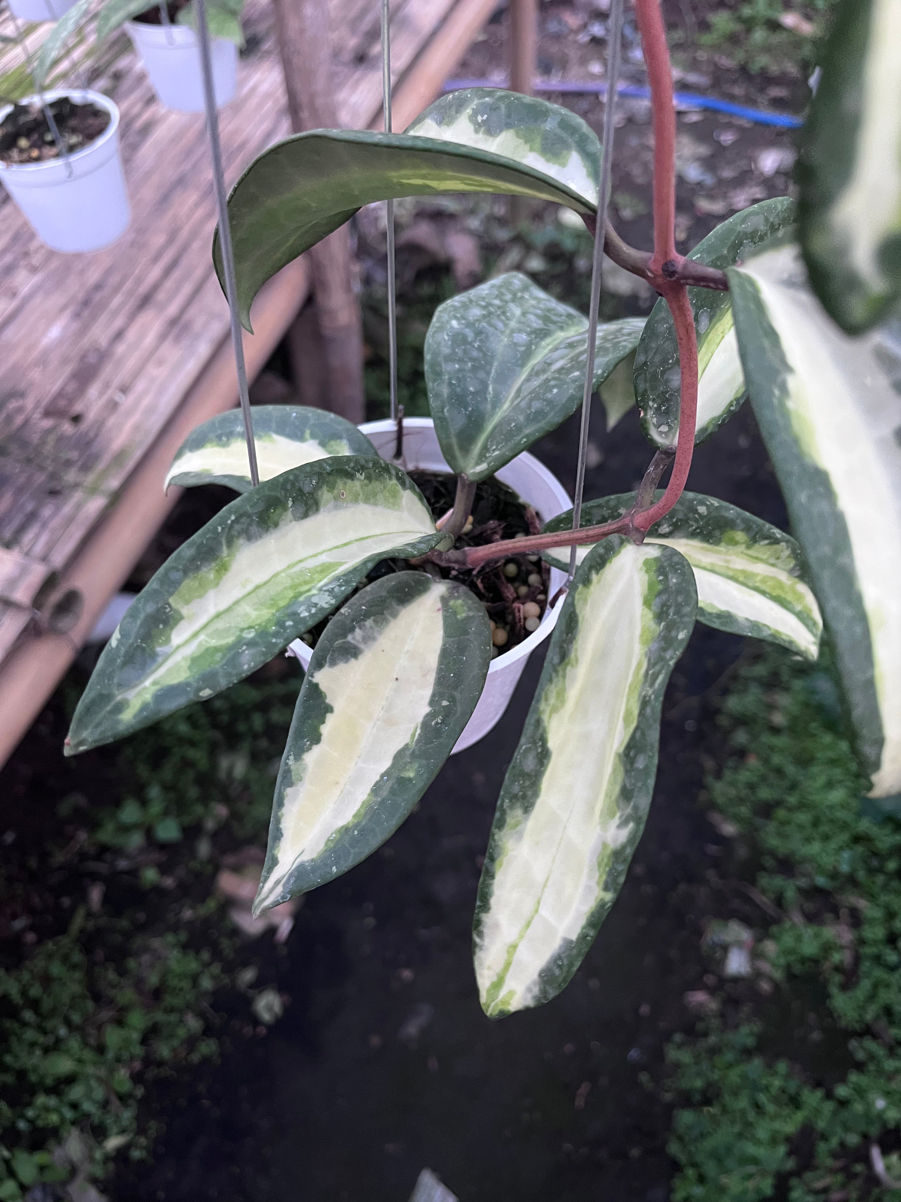 Hoya Latifolia Queensy