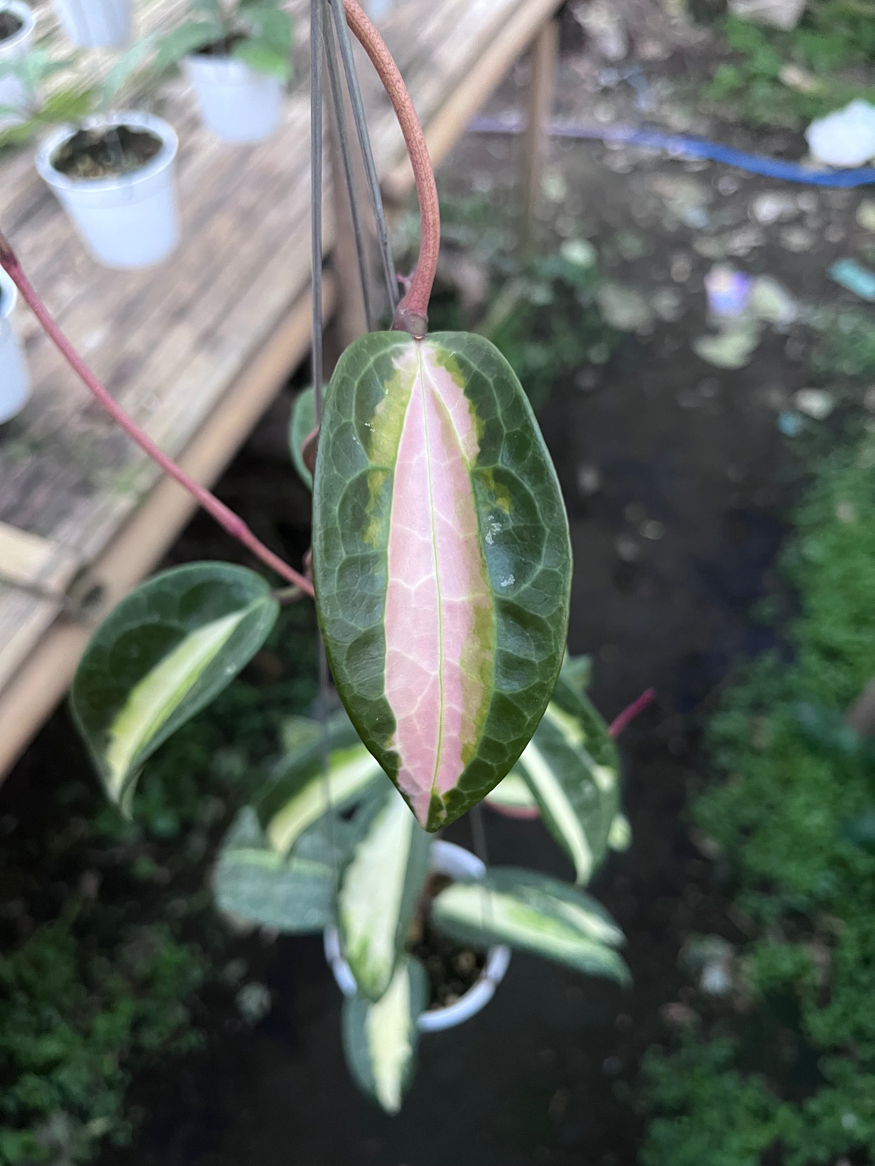 Hoya Latifolia Queensy