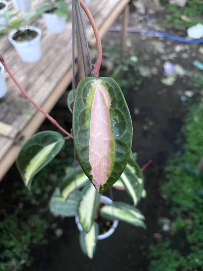 Hoya Latifolia Queensy