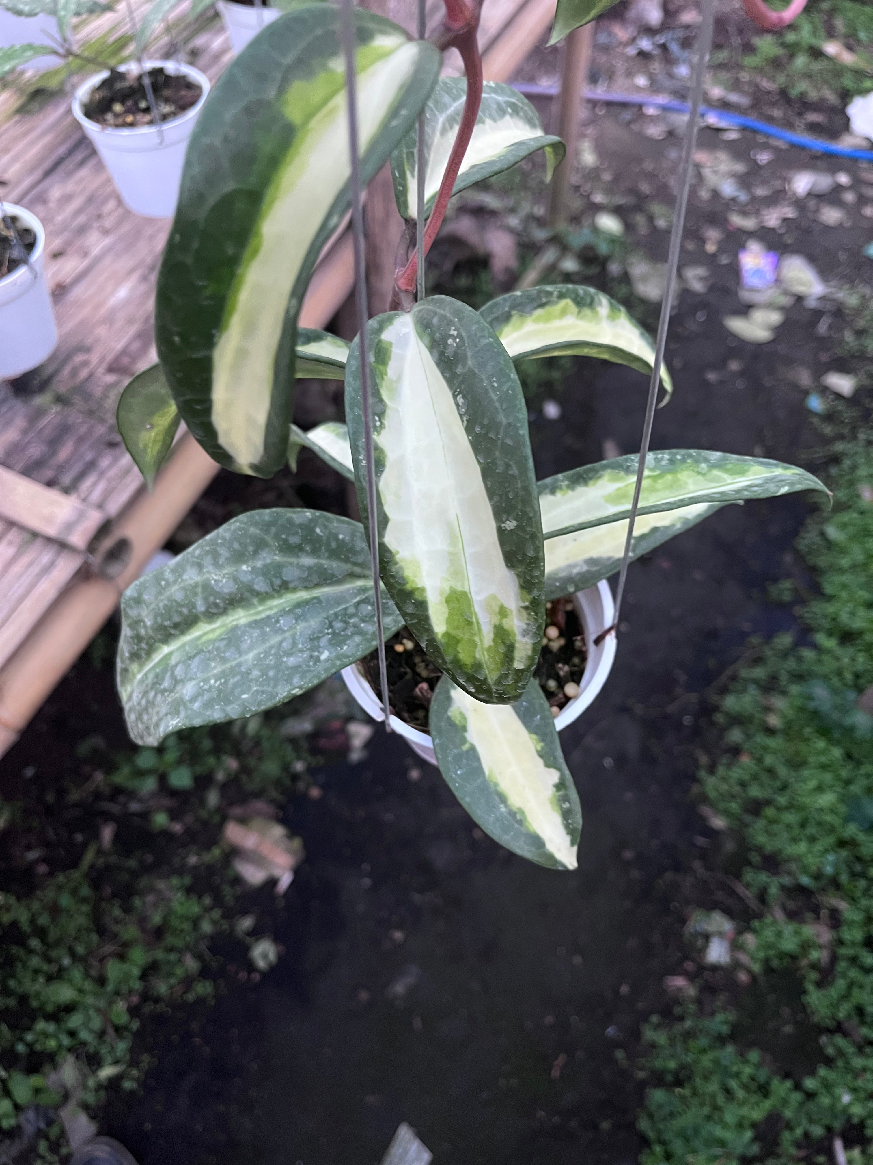 Hoya Latifolia Queensy