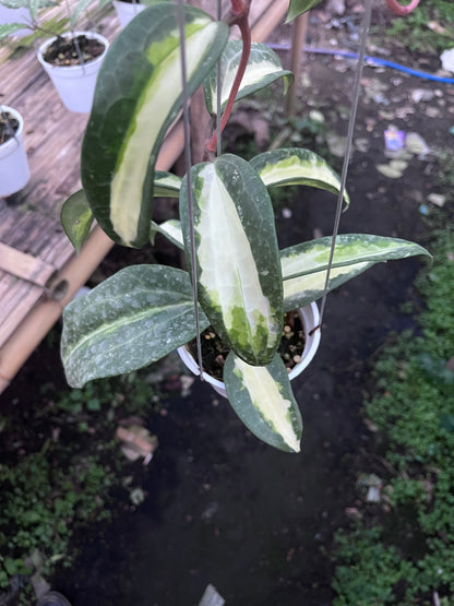 Hoya Latifolia Queensy