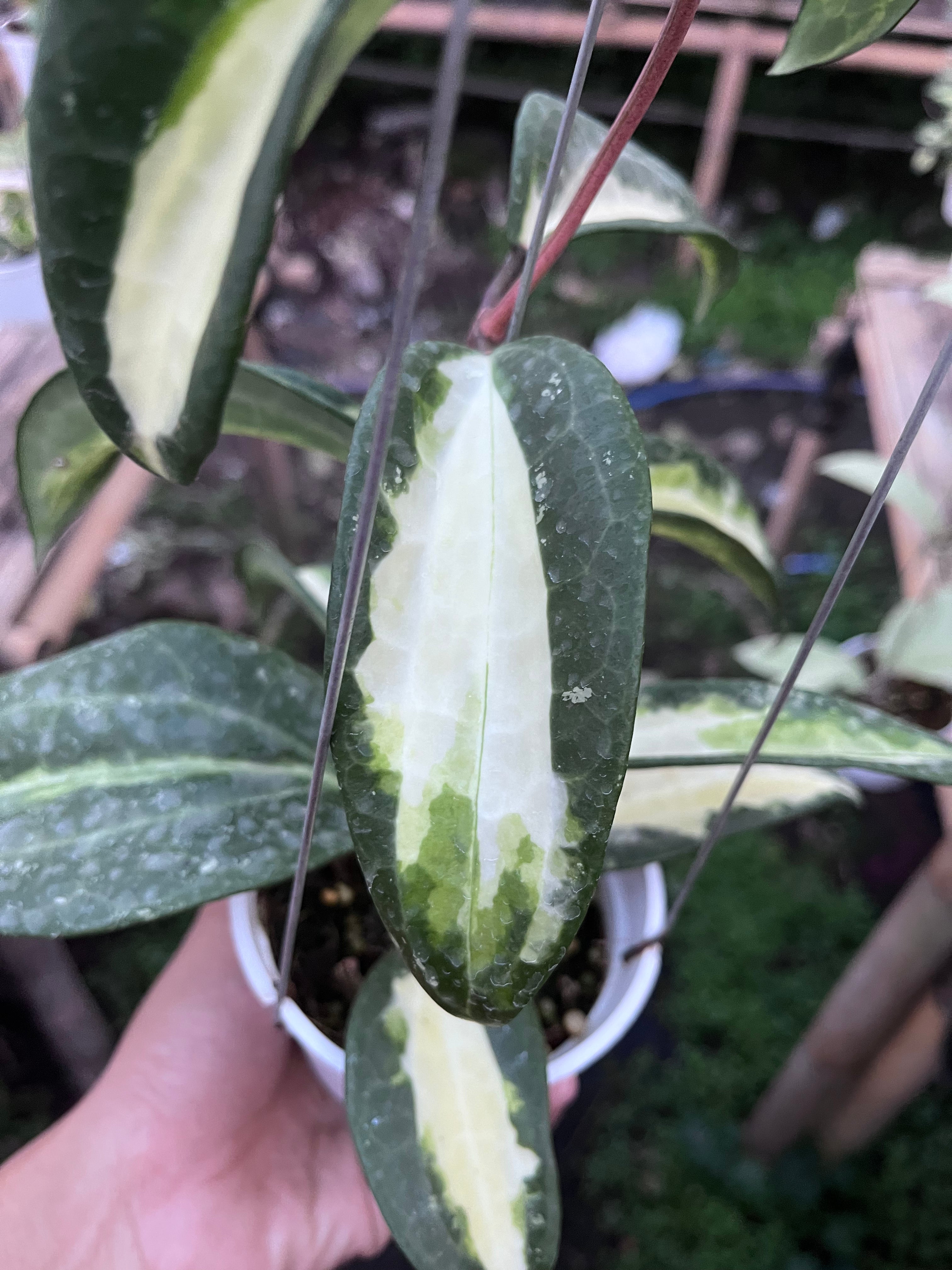 Hoya Latifolia Queensy