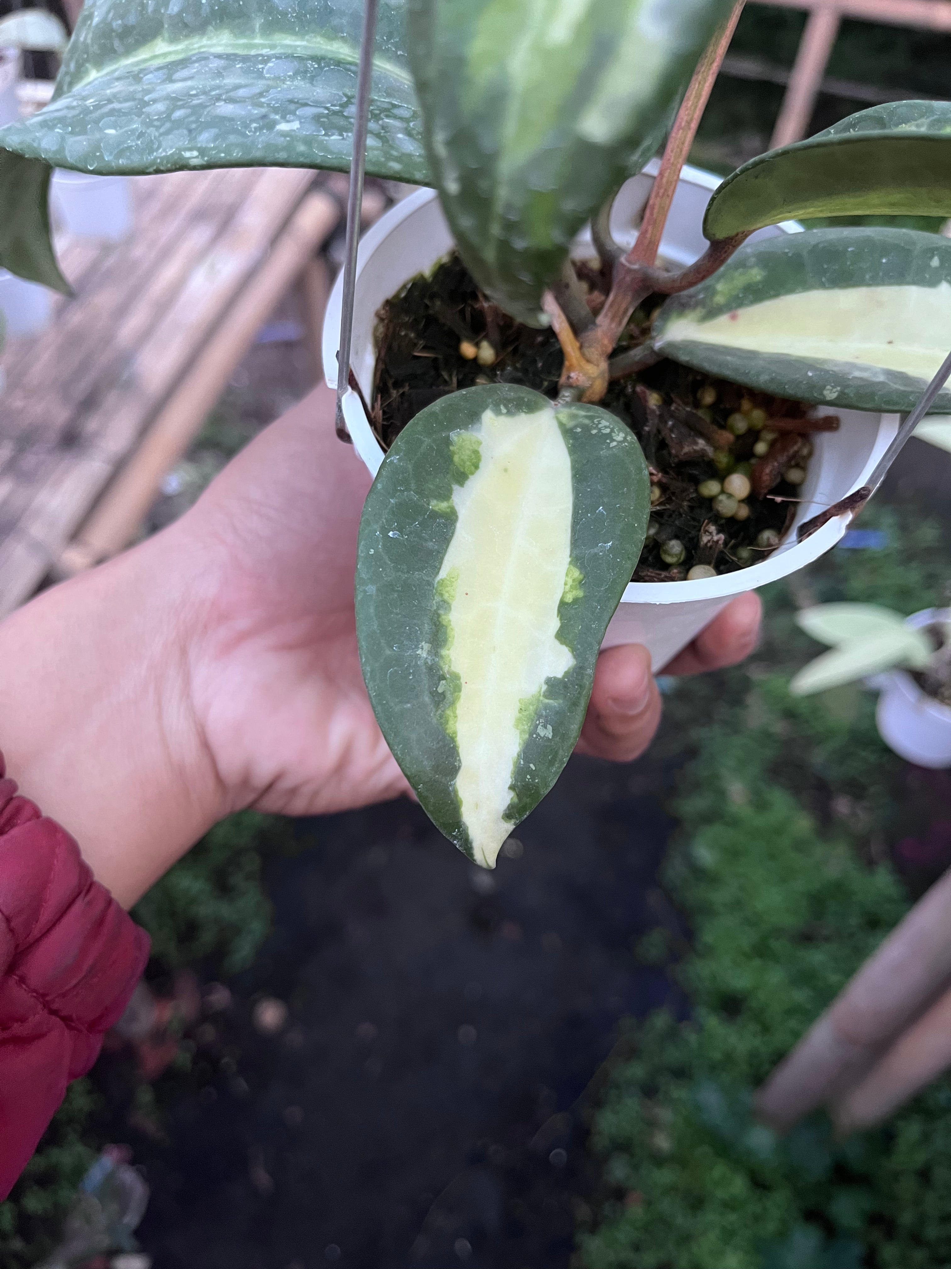 Hoya Latifolia Queensy