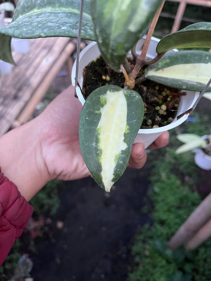 Hoya Latifolia Queensy