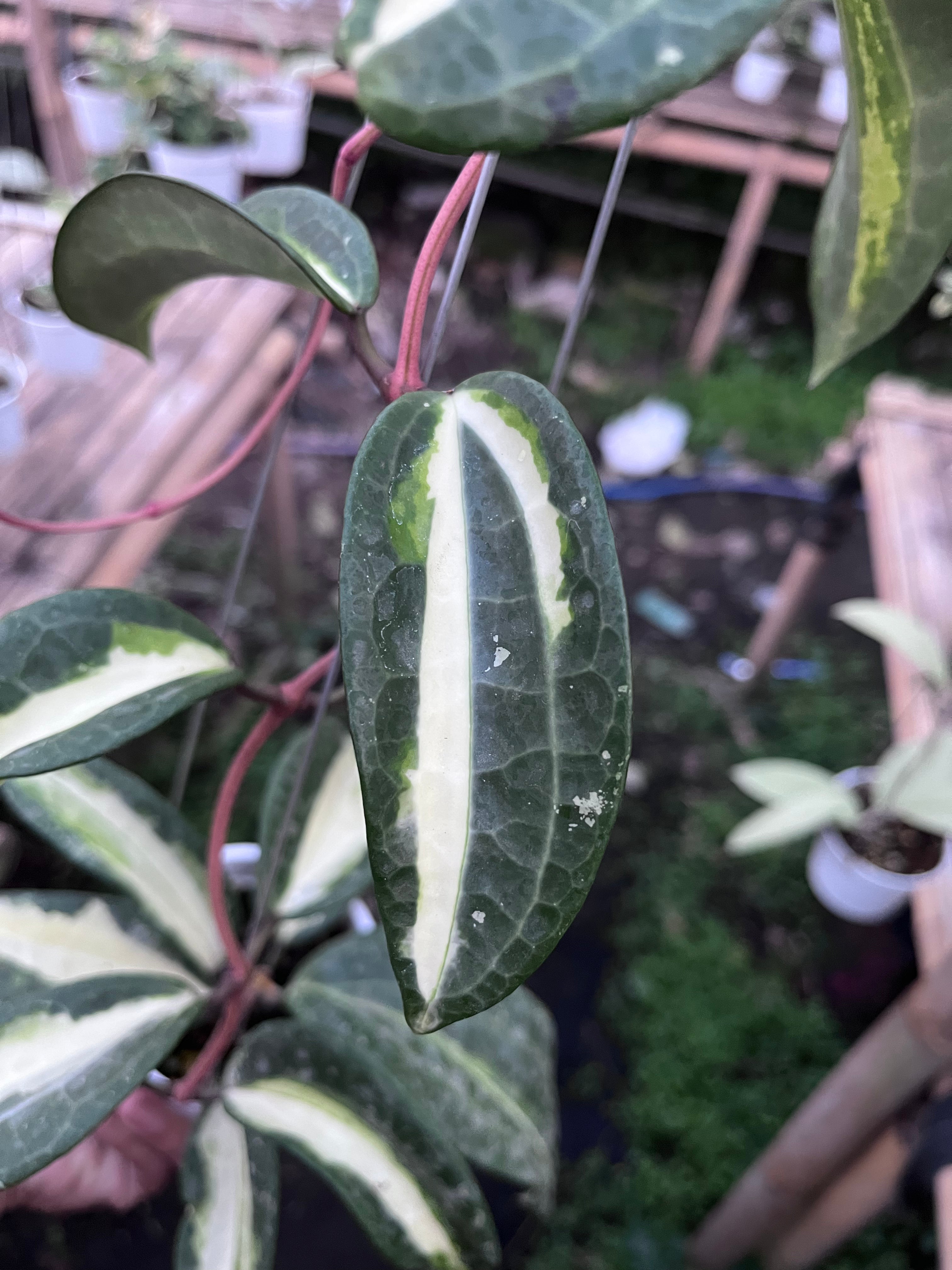Hoya Latifolia Queensy