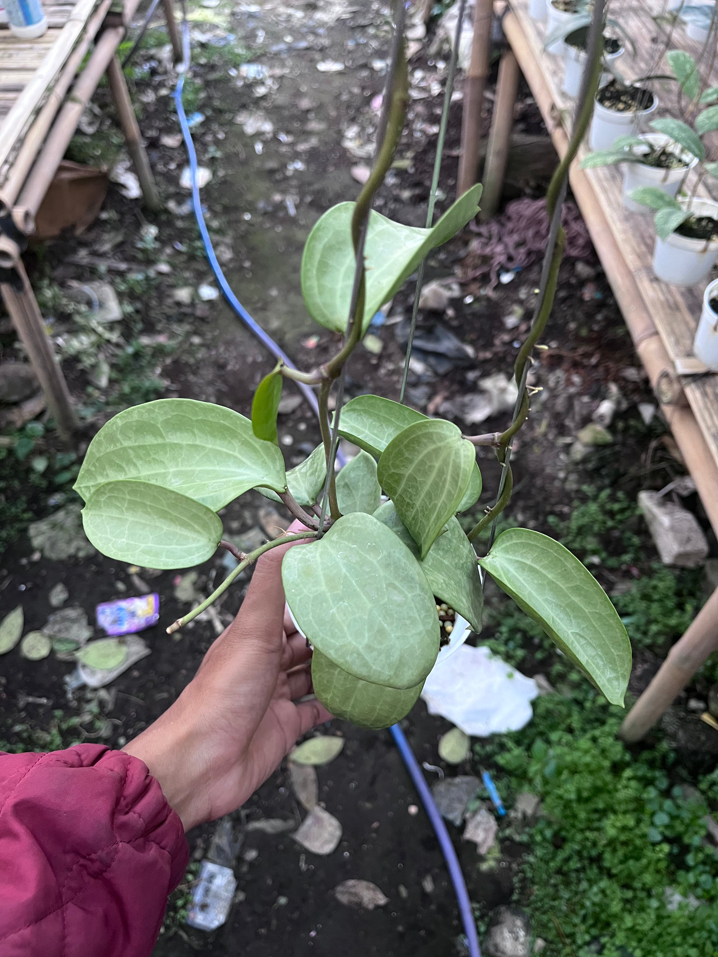 Hoya Latifolia Fillea
