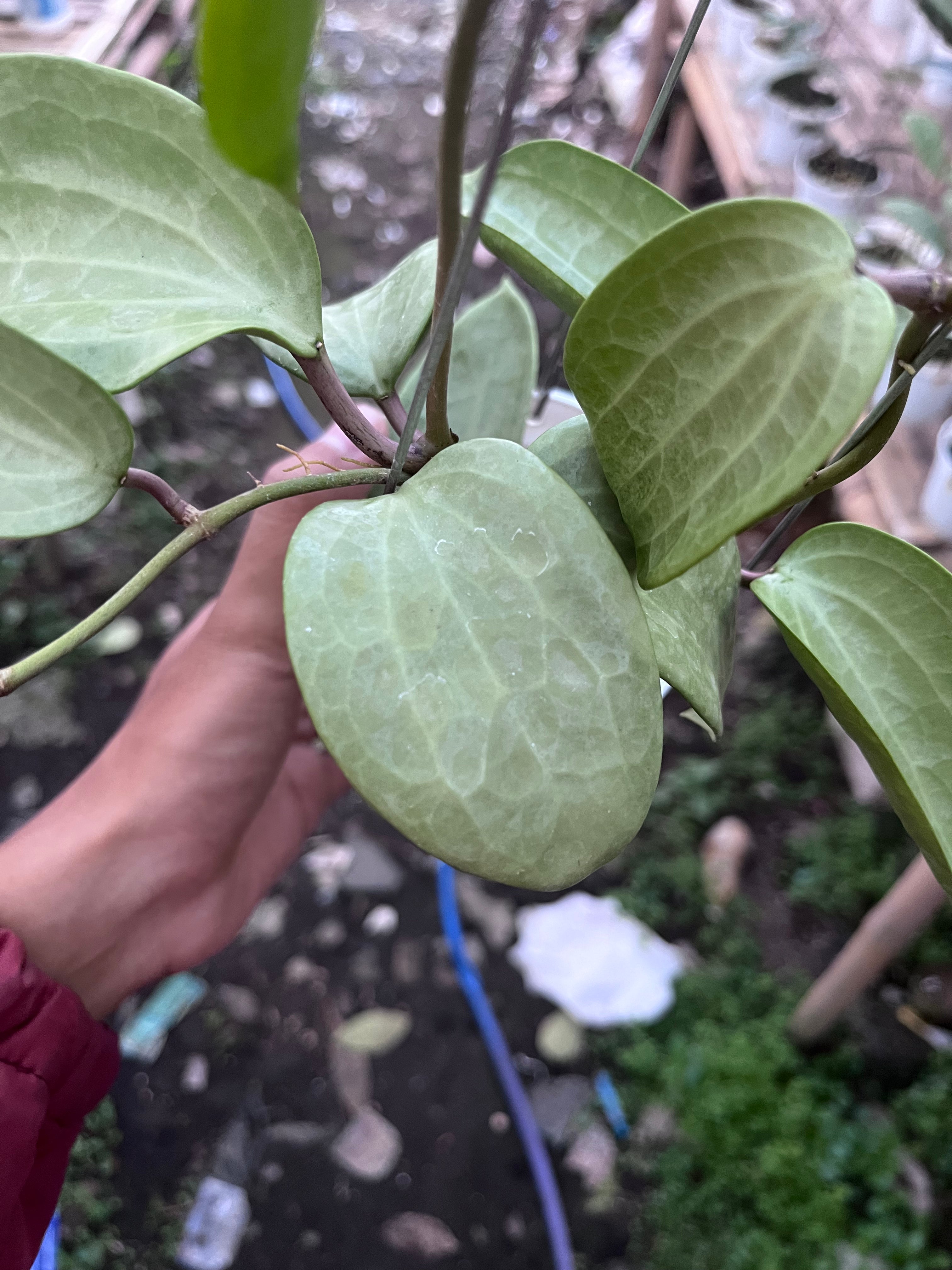 Hoya Latifolia Fillea