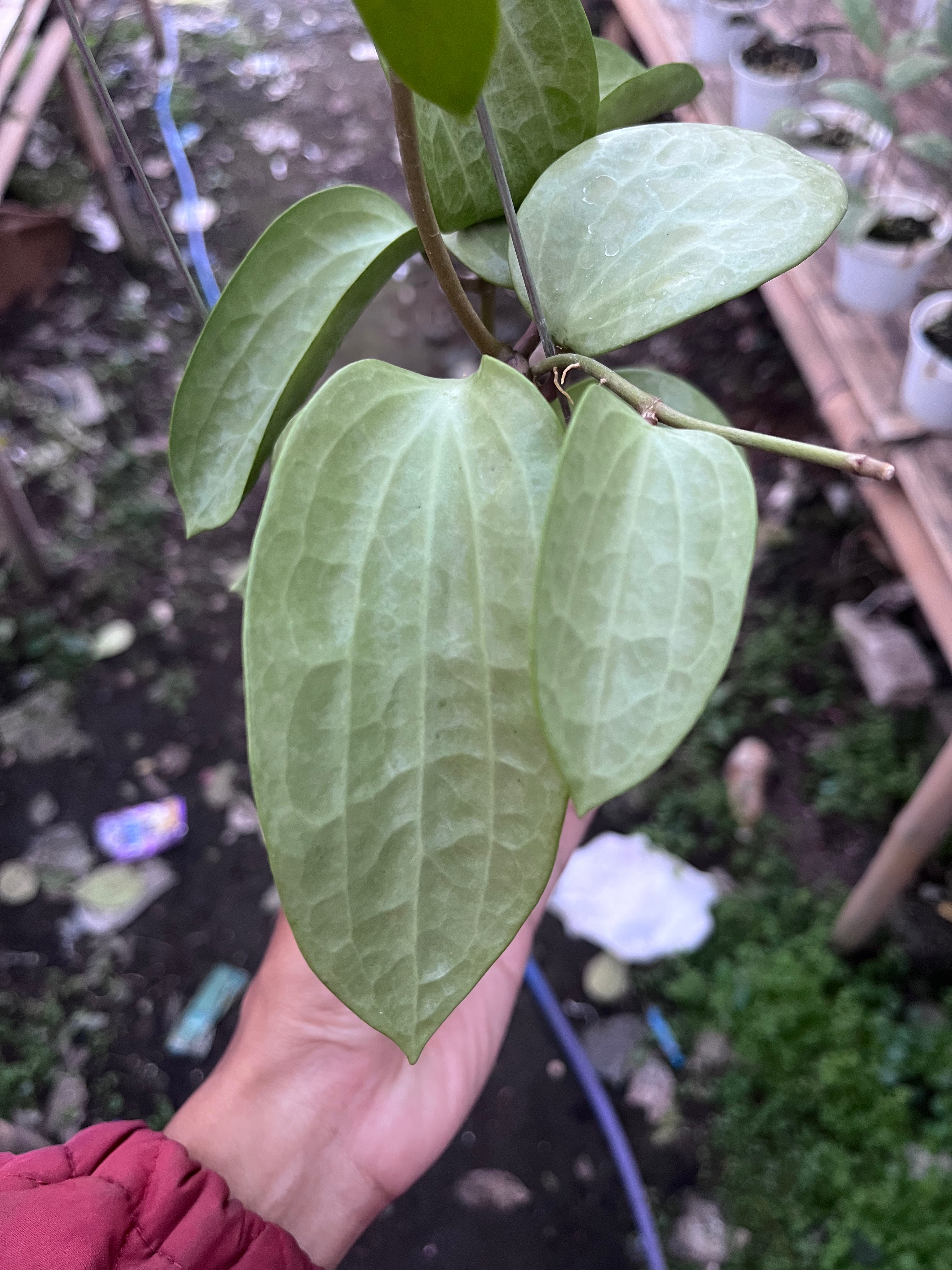 Hoya Latifolia Fillea